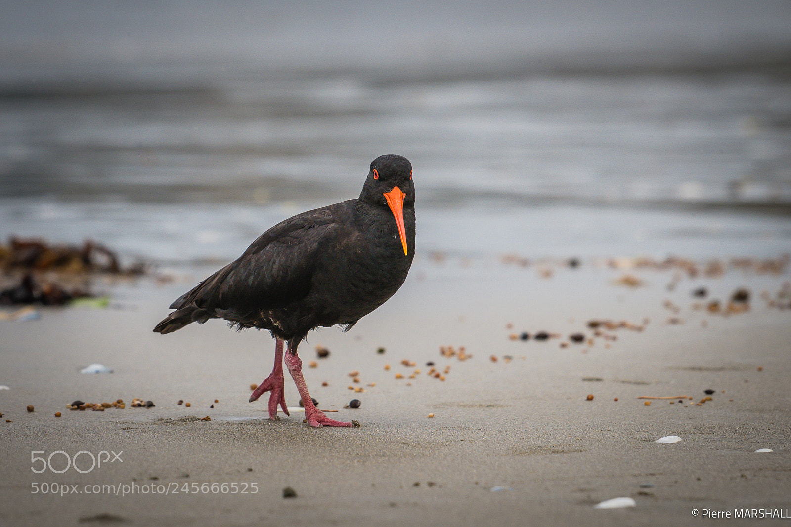 Nikon D850 sample photo. Black oystercatcher walking on photography