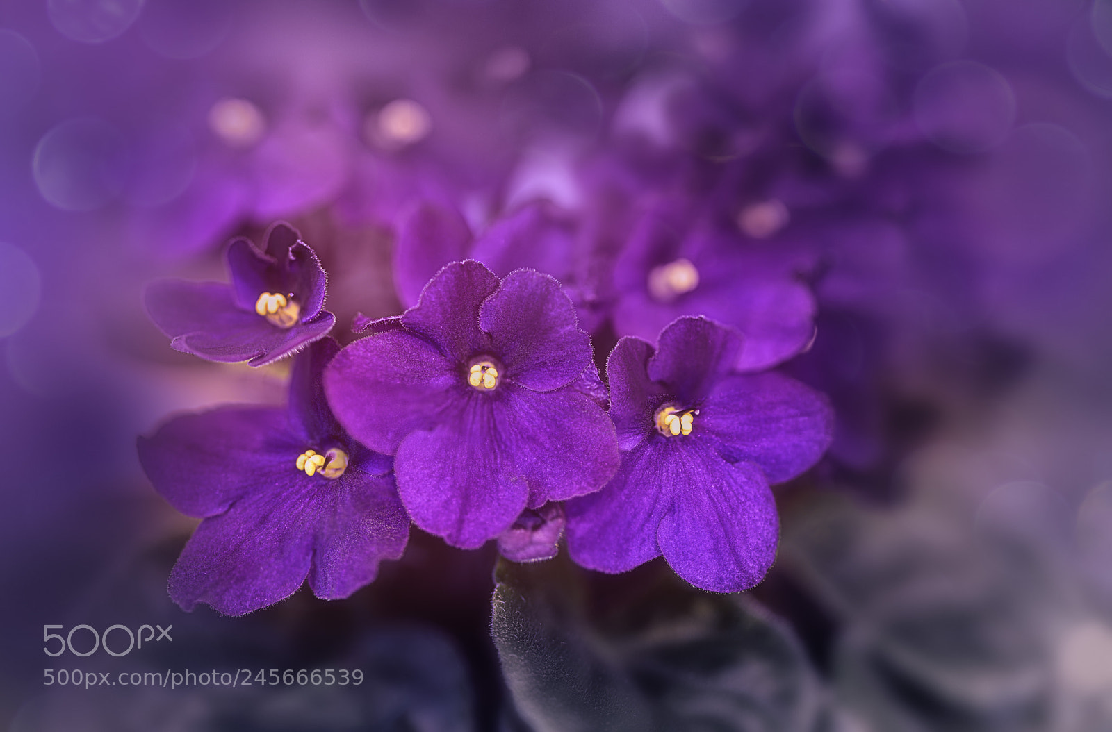 Nikon D810 sample photo. African violets photography