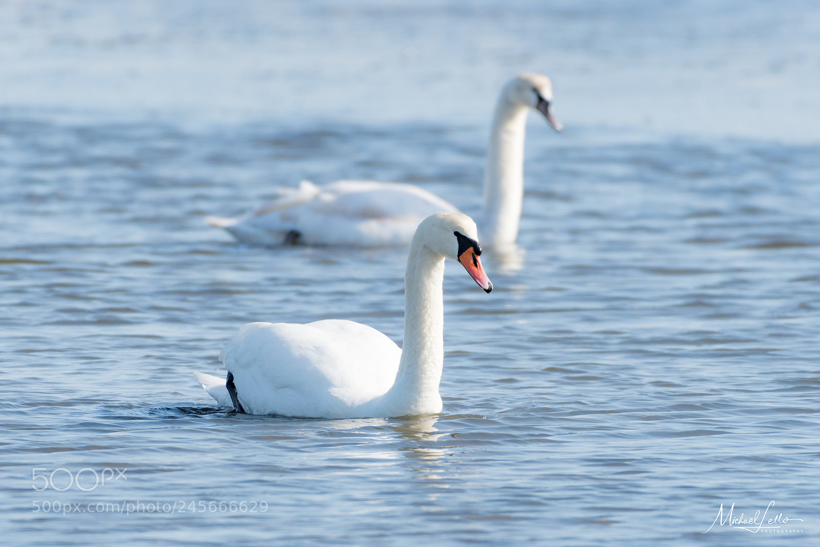 Nikon D500 sample photo. Graceful pair photography