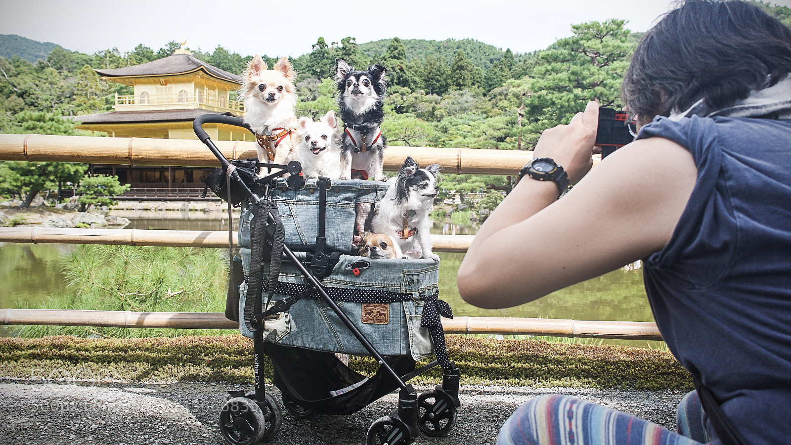 Panasonic Lumix DC-GH5 sample photo. Kinkaku ji temple dogs photography