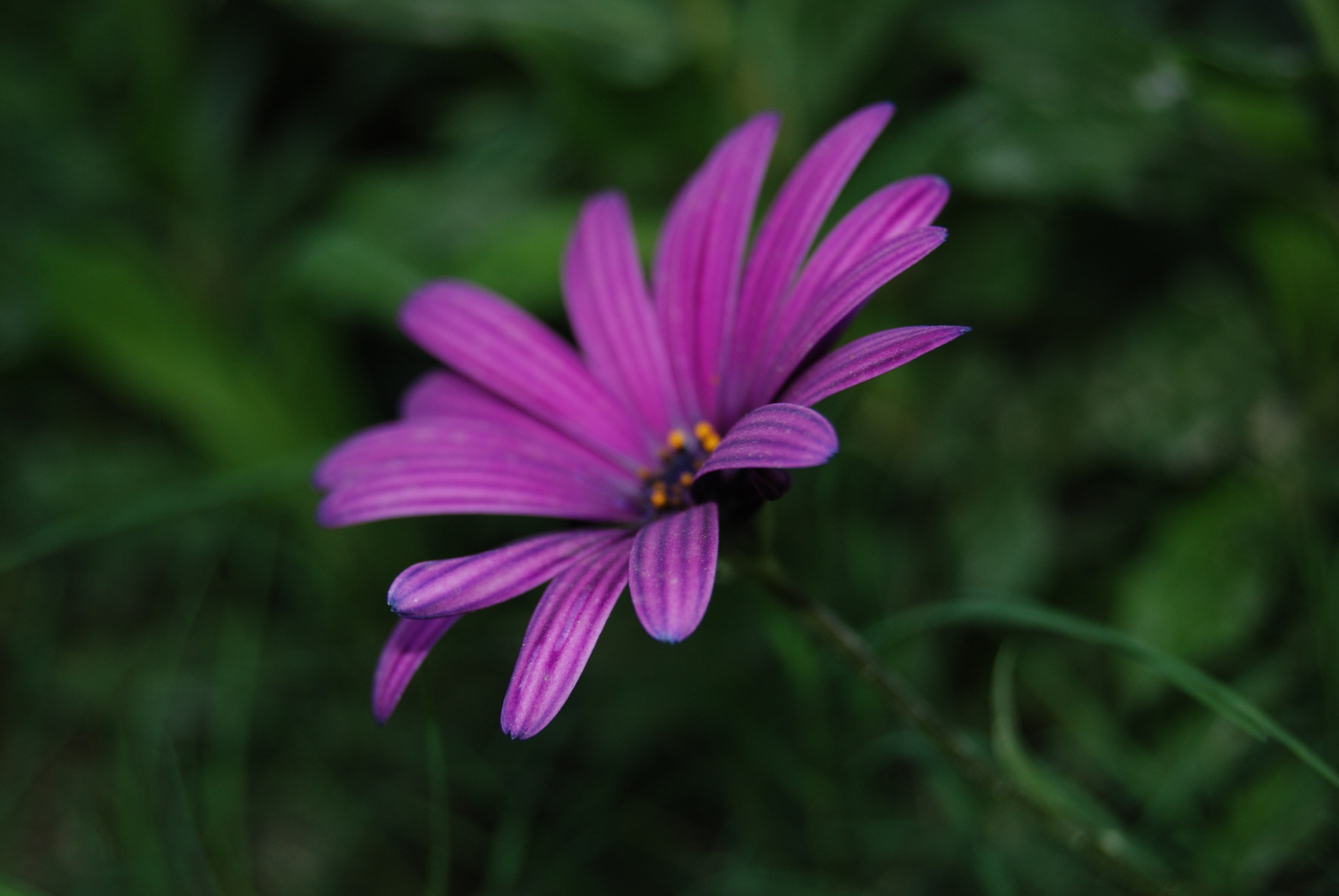Nikon D80 sample photo