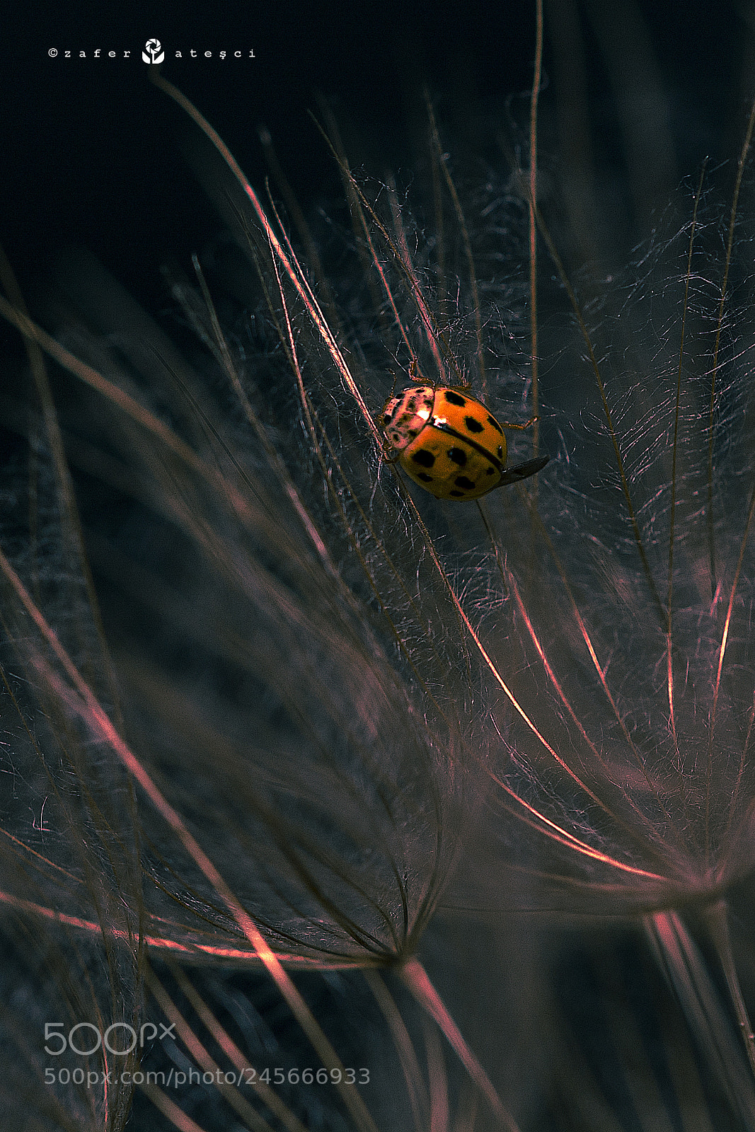 Nikon D7100 sample photo. Lady-bug photography