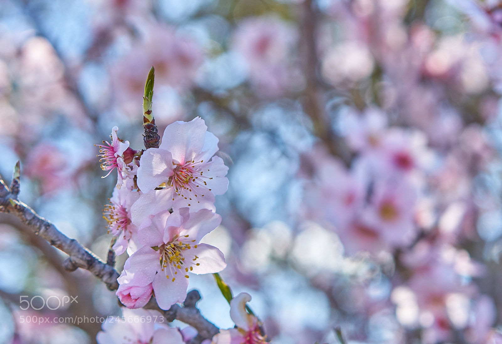 Sony a7R II sample photo. Almond blossoms iii photography