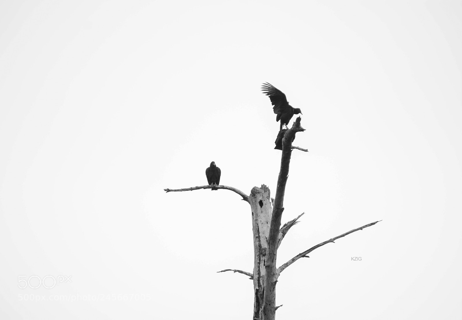 Nikon D3400 sample photo. Condors photography