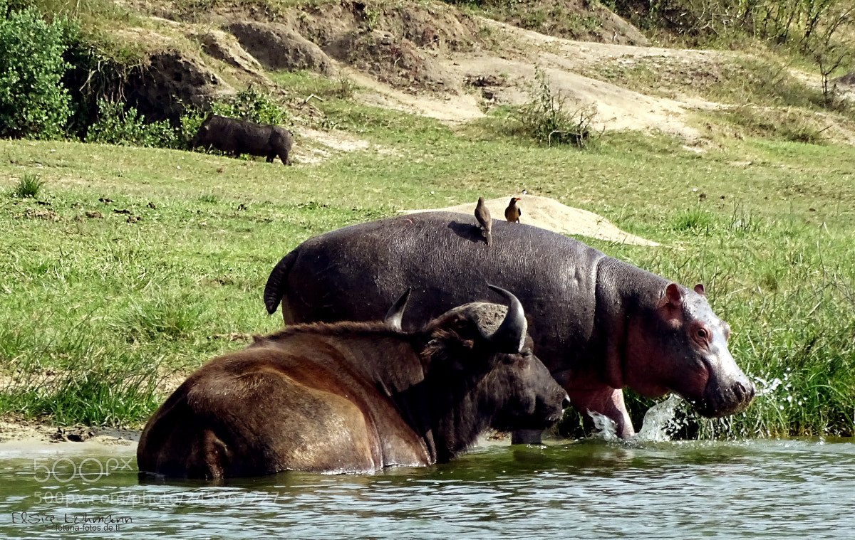 Sony Cyber-shot DSC-HX400V sample photo. Hippo enters the water photography