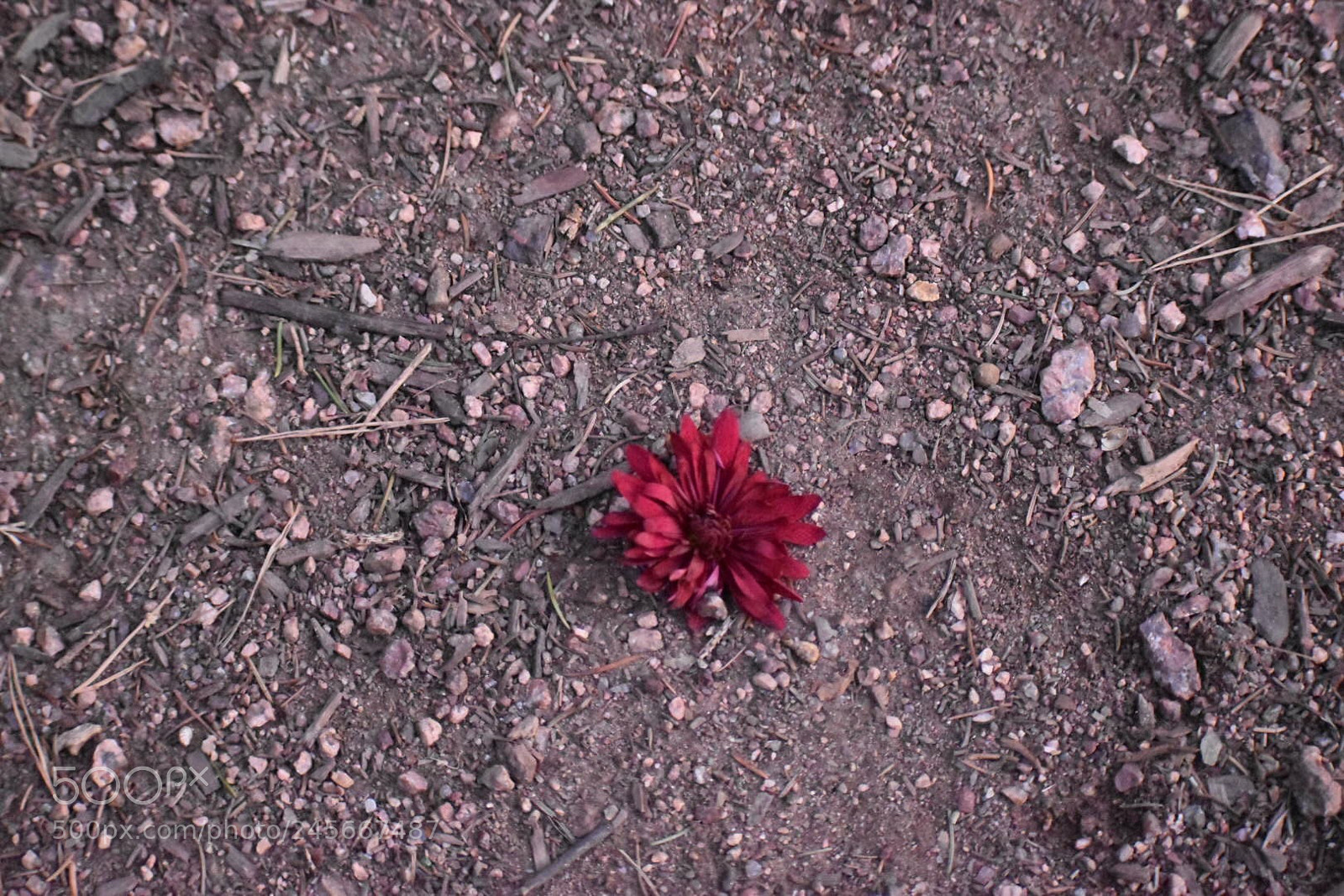Nikon D5500 sample photo. Single red flower photography