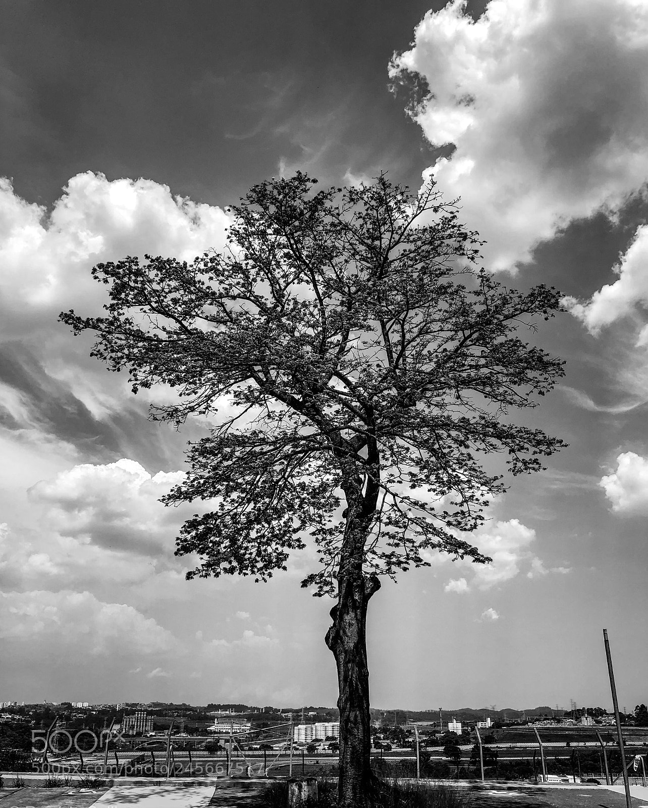 Apple iPhone X sample photo. The tree photography