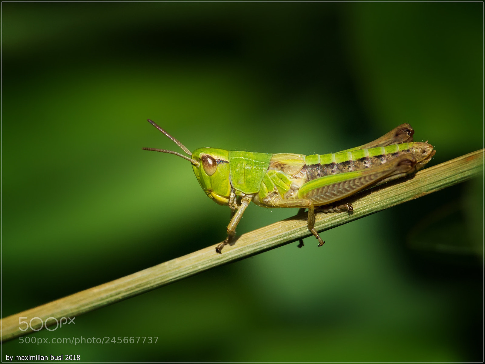Nikon D3S sample photo. Grasshopper photography
