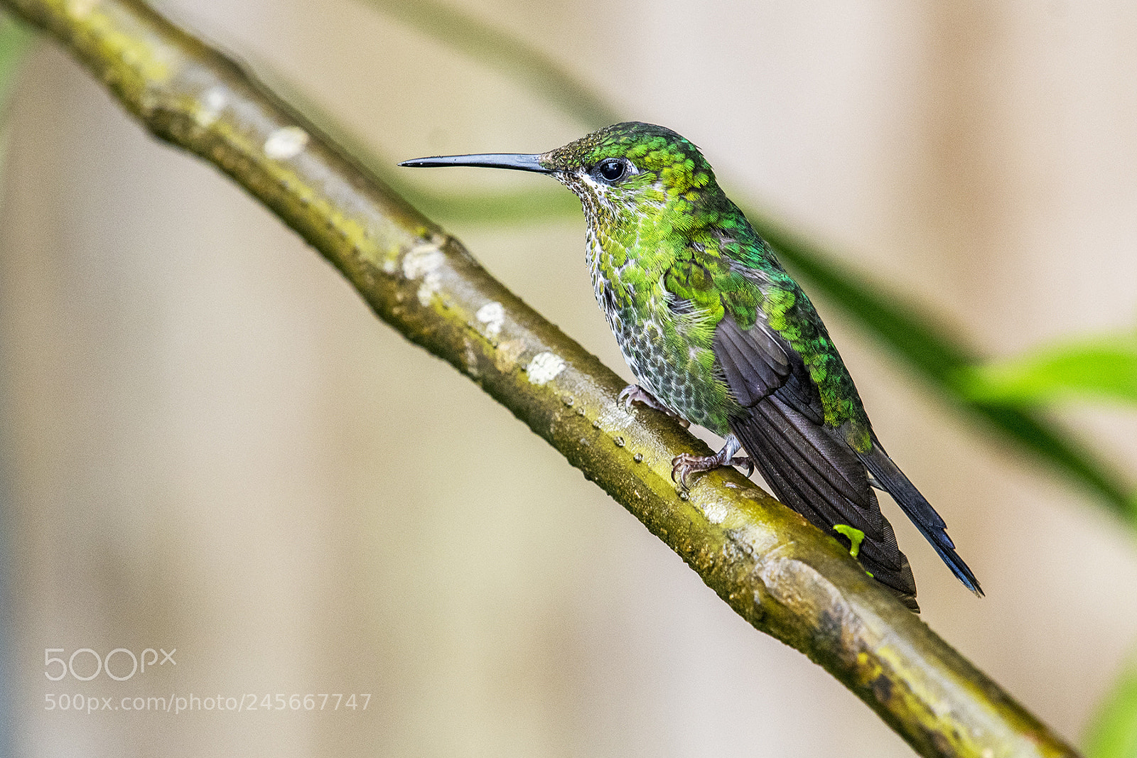Nikon D500 sample photo. Green-crowned brilliant-female photography