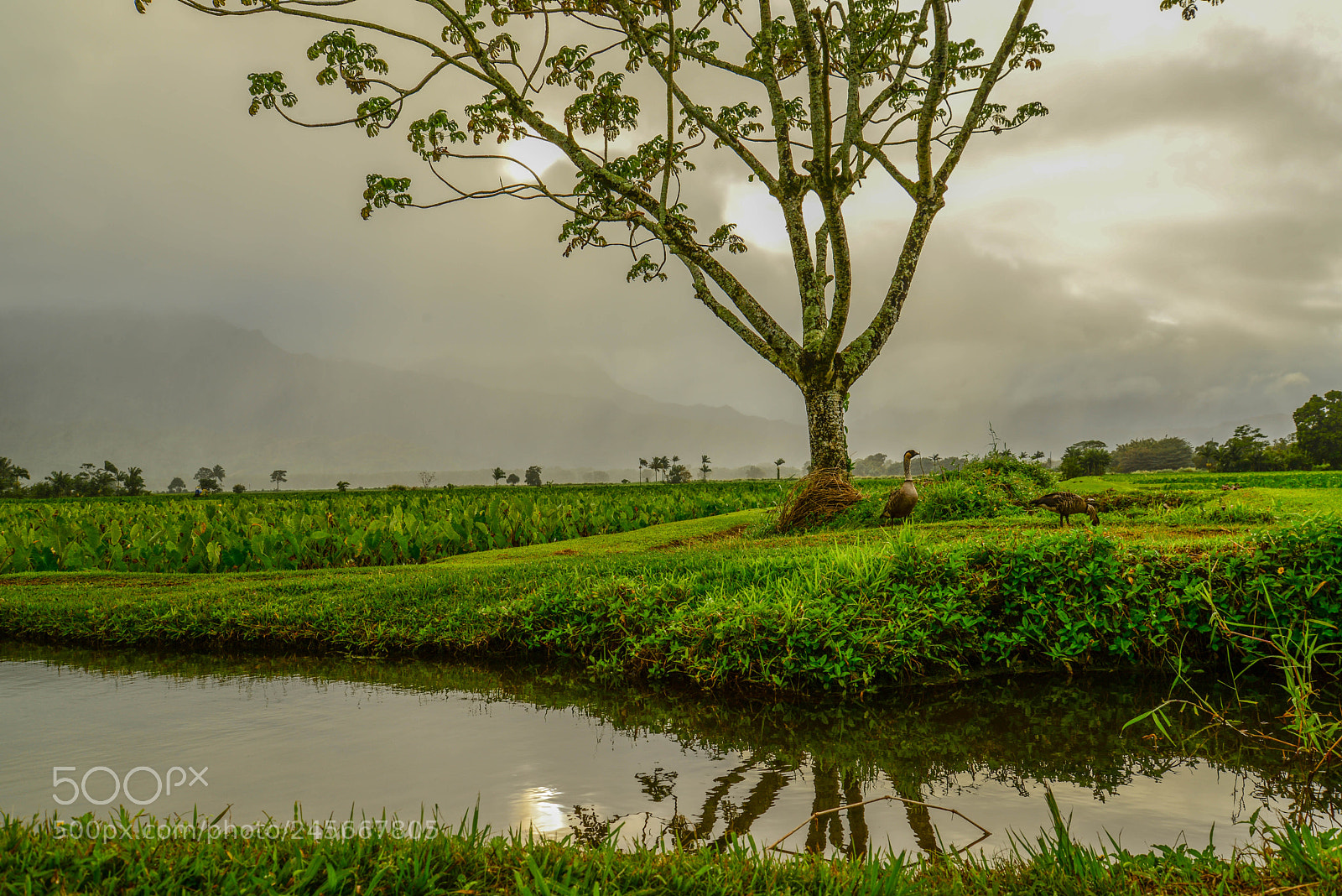 Nikon D610 sample photo. Nene photography