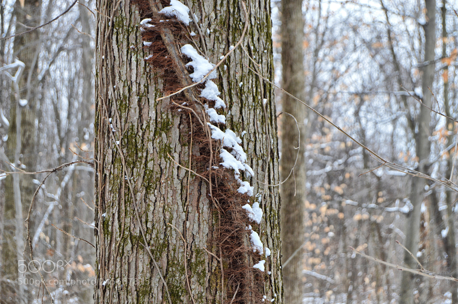 Nikon D3200 sample photo. Snow vine photography