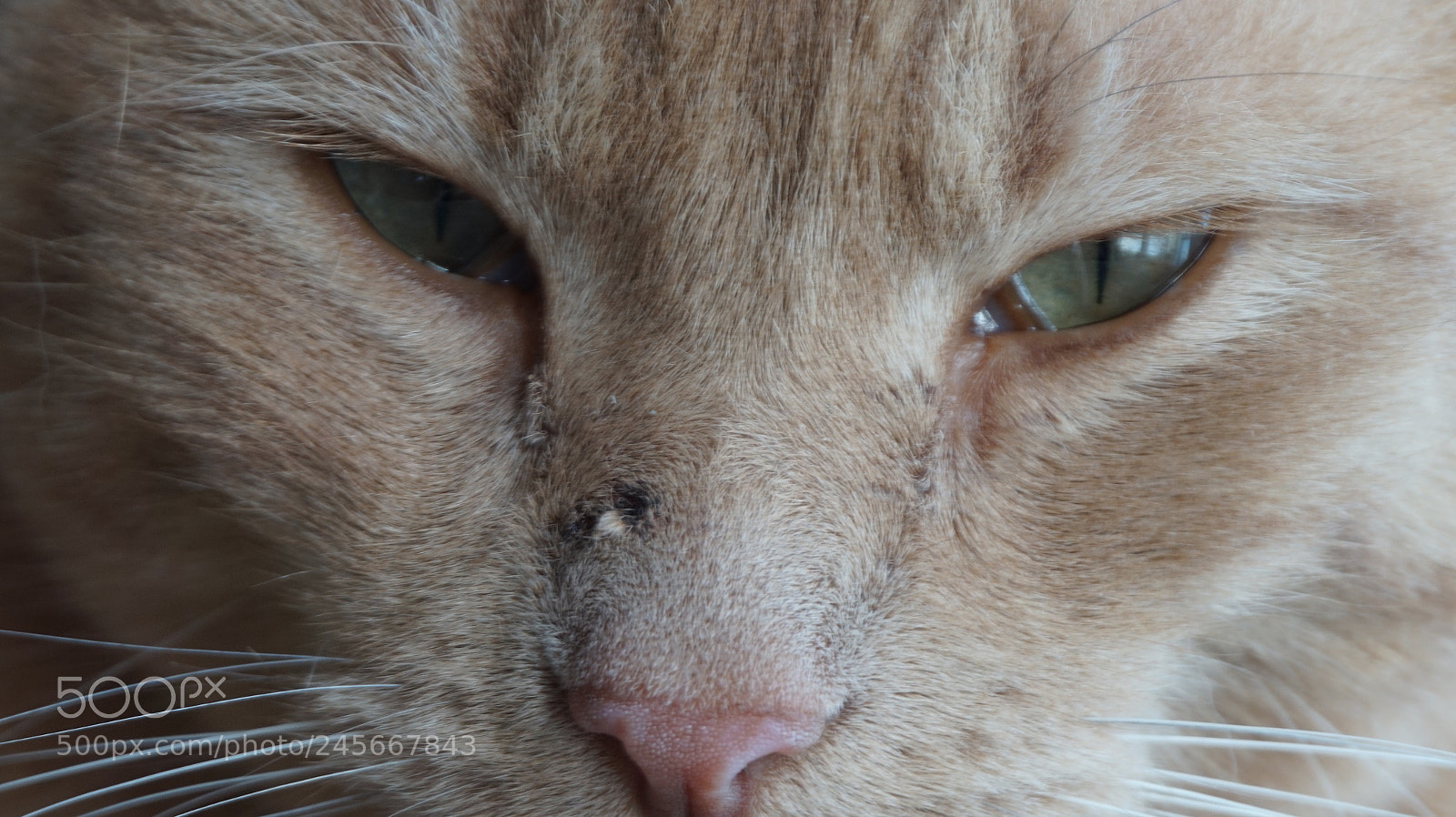 Sony Alpha a5000 (ILCE 5000) sample photo. Dsc photography