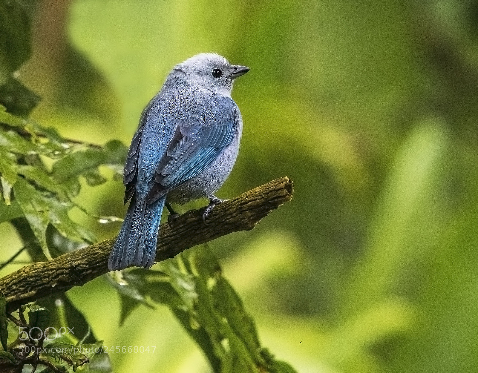 Nikon D500 sample photo. Blue-gray tanager photography