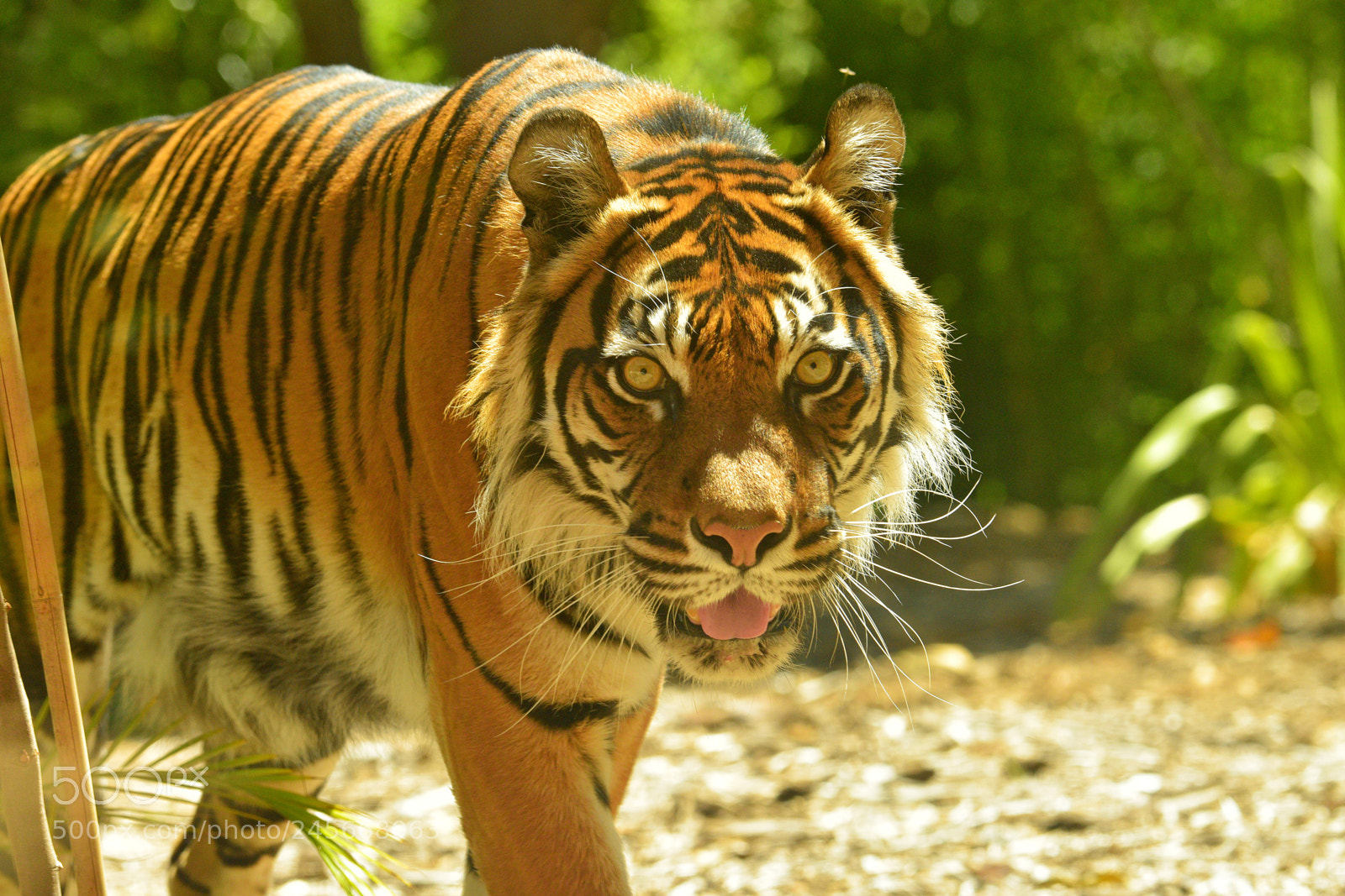 Nikon D810 sample photo. I'm looking at you photography