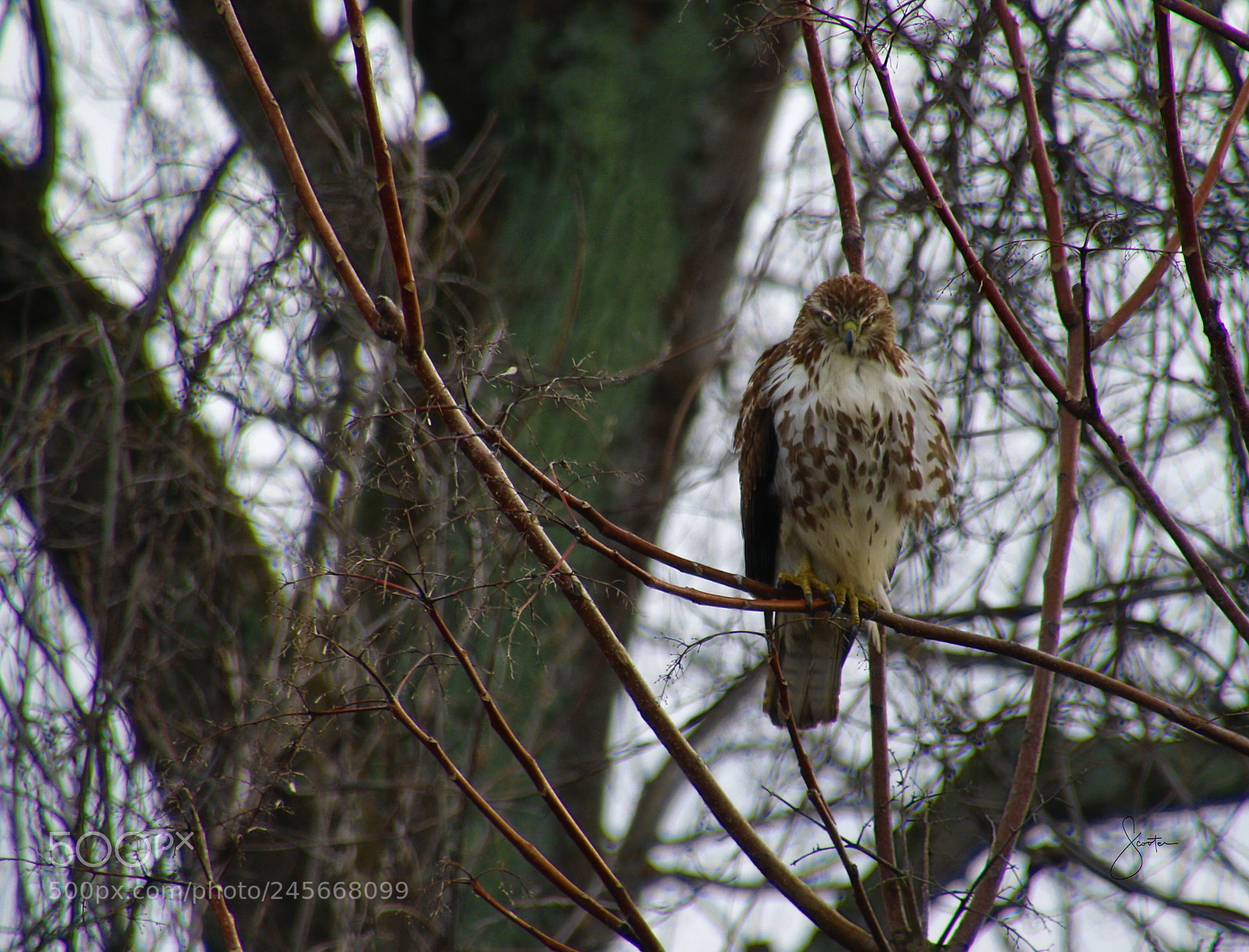 Canon EOS 7D Mark II sample photo. What you lookin at? photography
