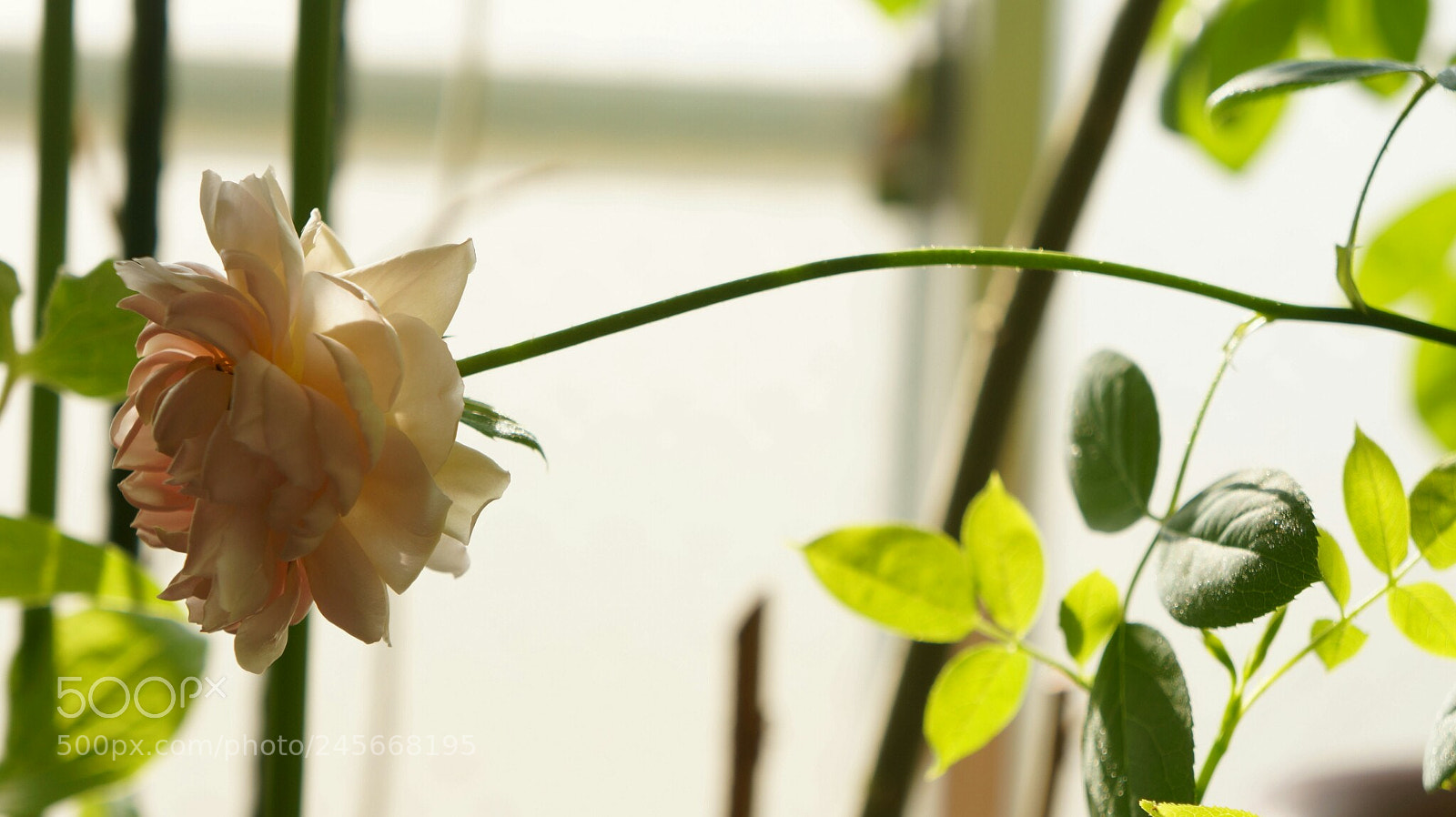Sony Alpha NEX-5N sample photo. Untitled photography