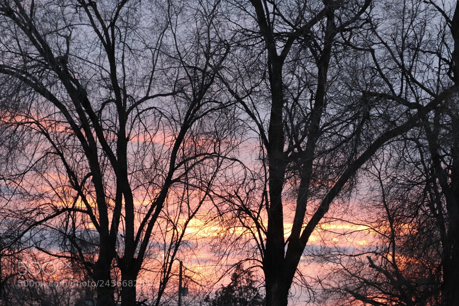 Canon EOS 800D (EOS Rebel T7i / EOS Kiss X9i) sample photo. Sunset through trees photography