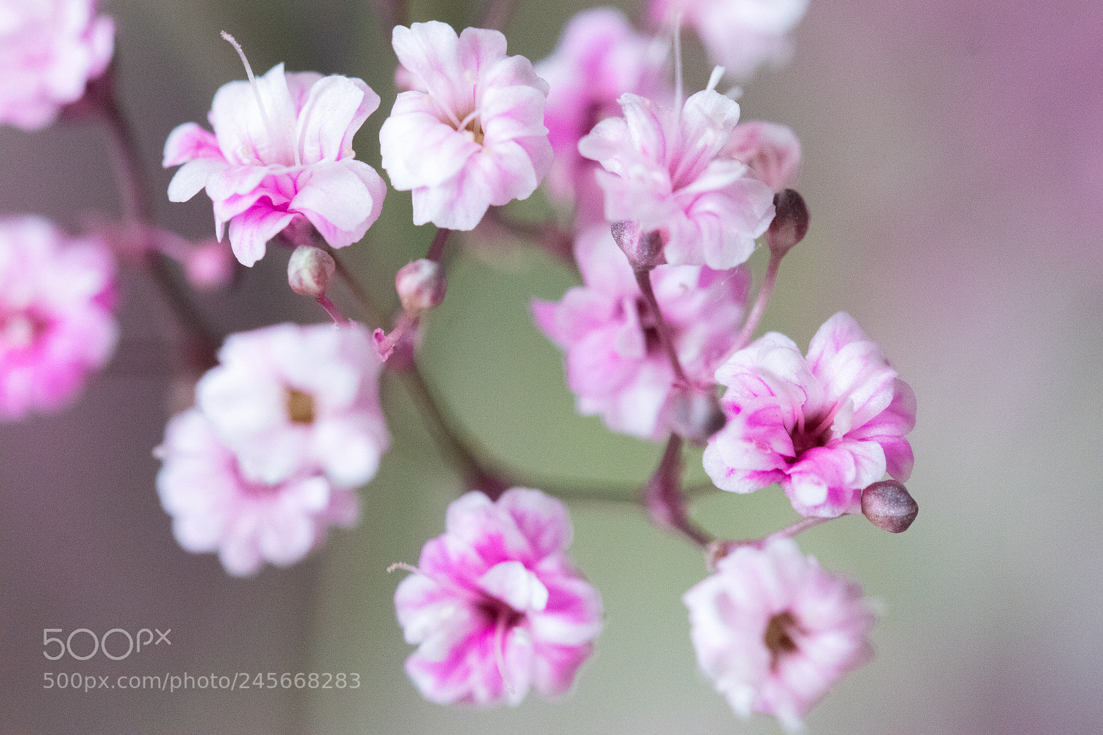 Canon EOS M5 sample photo. Flowers photography