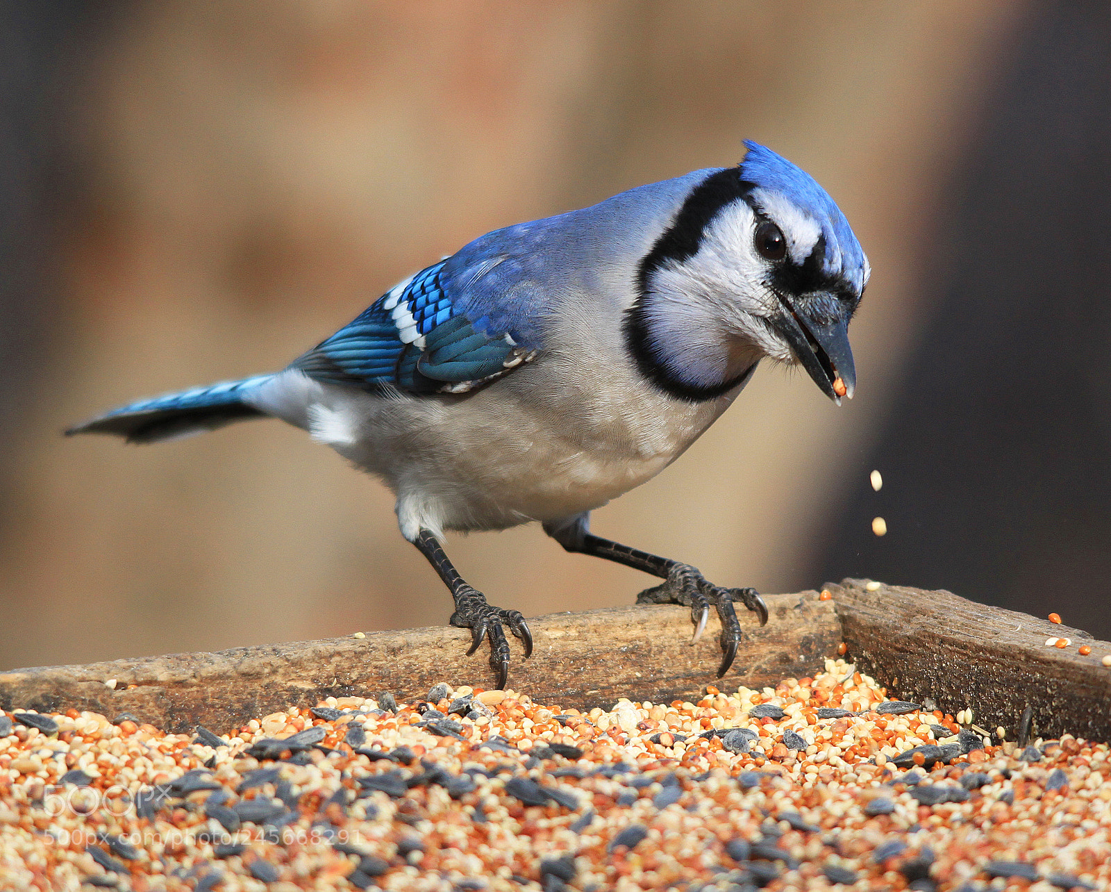 Canon EOS 500D (EOS Rebel T1i / EOS Kiss X3) sample photo. Blue jay photography
