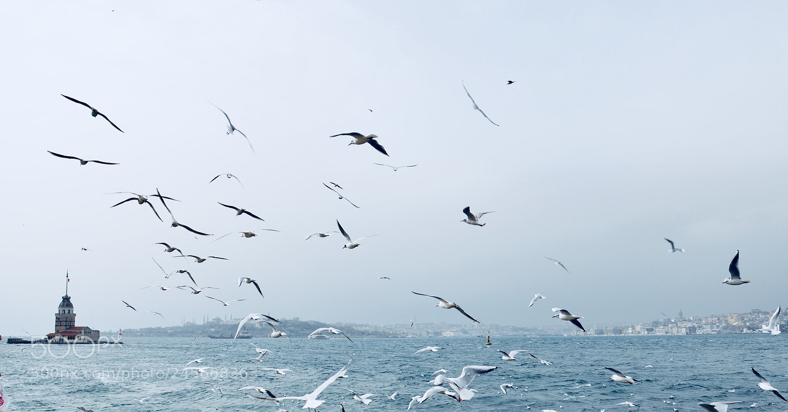 Nikon D5100 sample photo. Free like a bird photography
