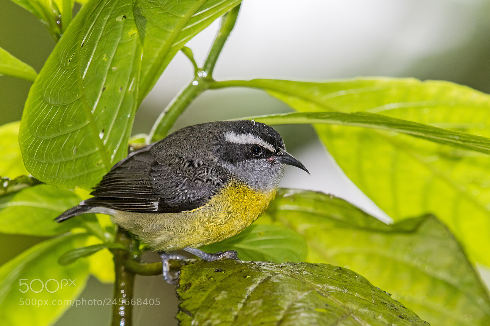 Nikon D500 sample photo. Bananaquit photography