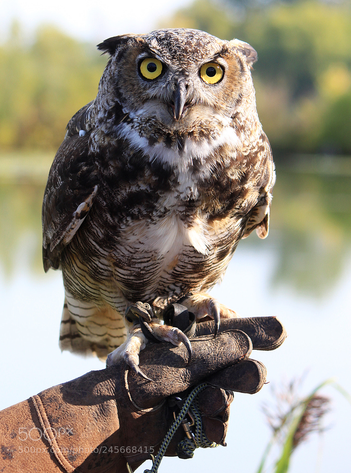 Canon EOS 500D (EOS Rebel T1i / EOS Kiss X3) sample photo. Great horned owl photography