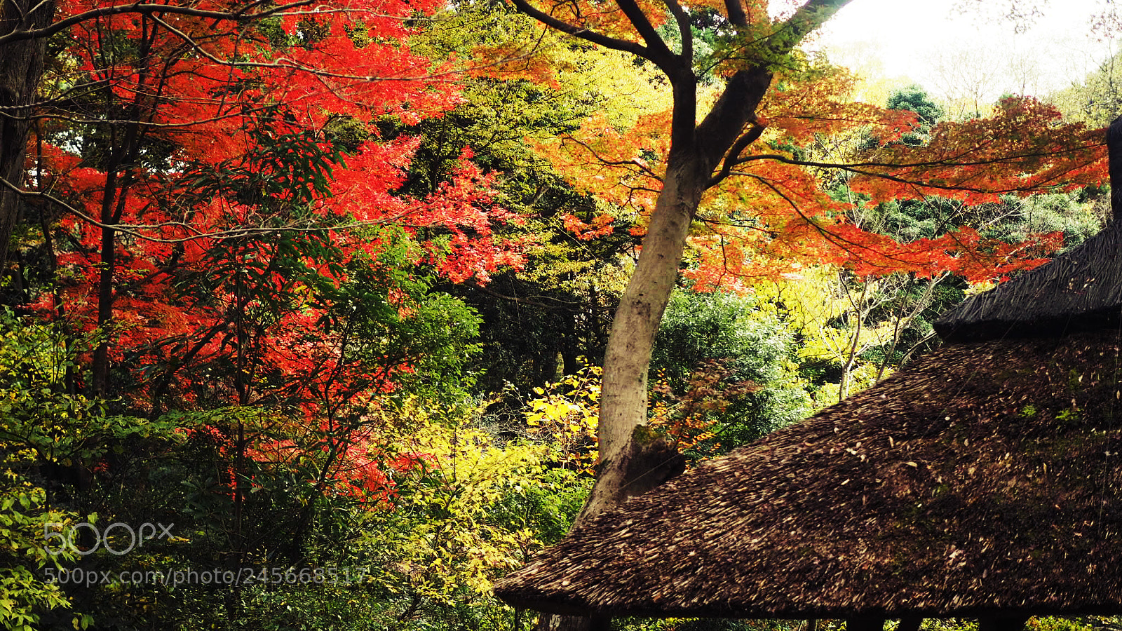 Olympus PEN E-PL7 sample photo. Tokyo autumn photography