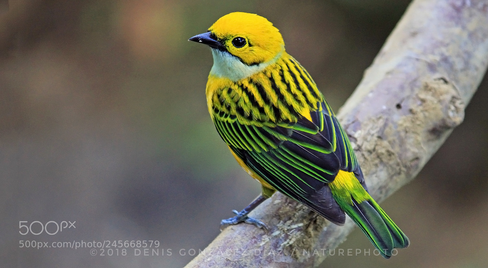 Canon EOS 60D sample photo. Silver-throated tanager photography