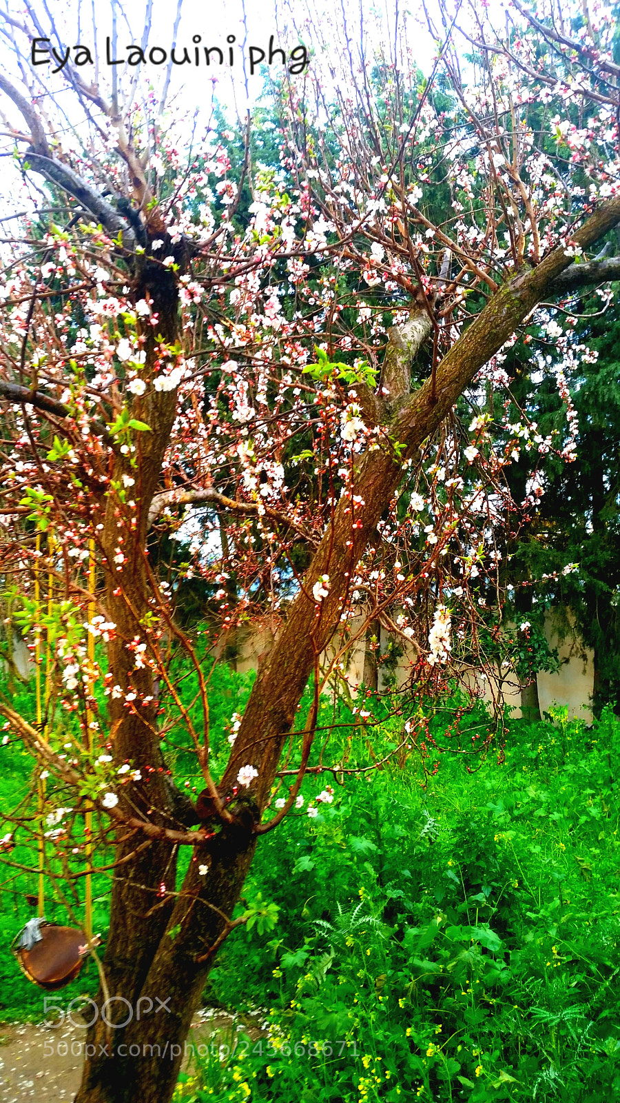 Samsung Galaxy S5 sample photo. Arbre  couleurs  fleurs photography