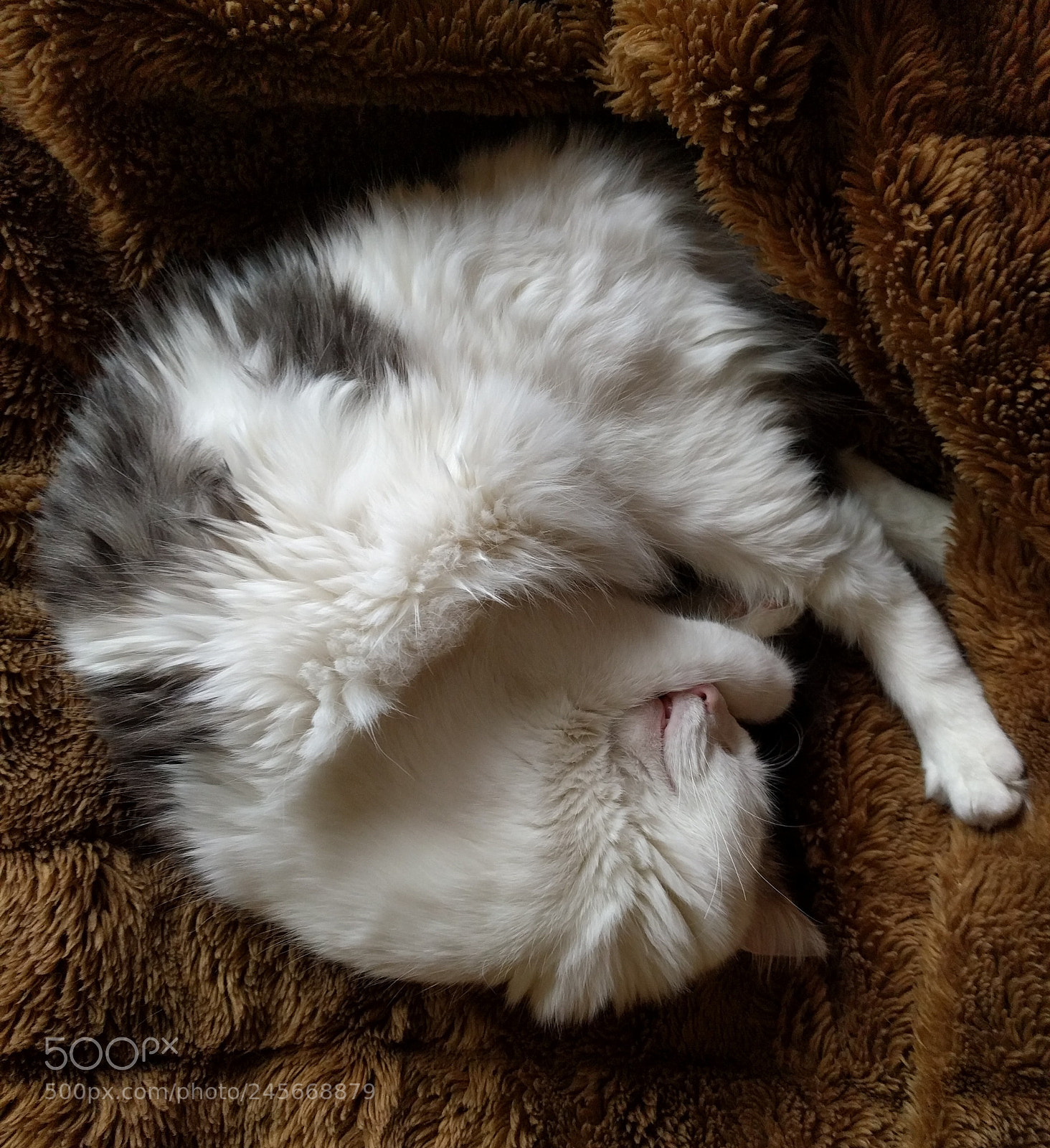Google Nexus 6P sample photo. Sleeping tyrant photography