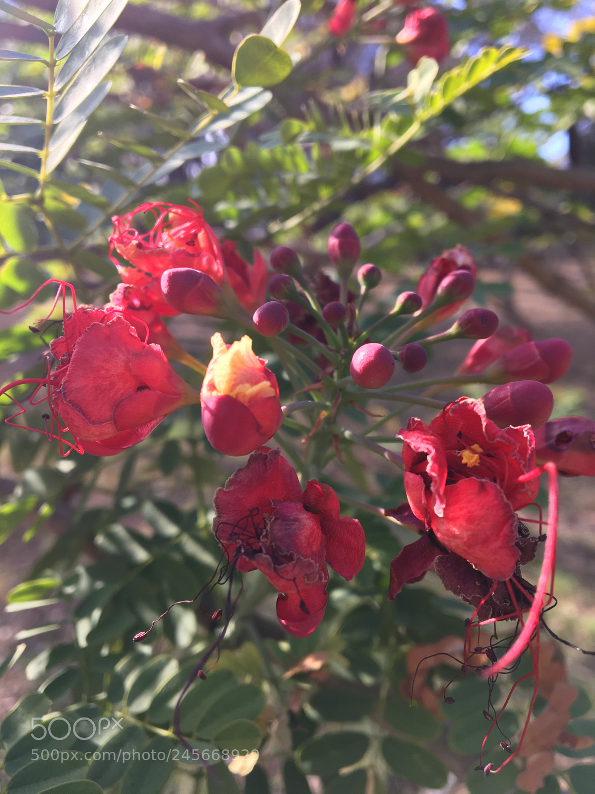 Apple iPhone 6s sample photo. Untitled photography