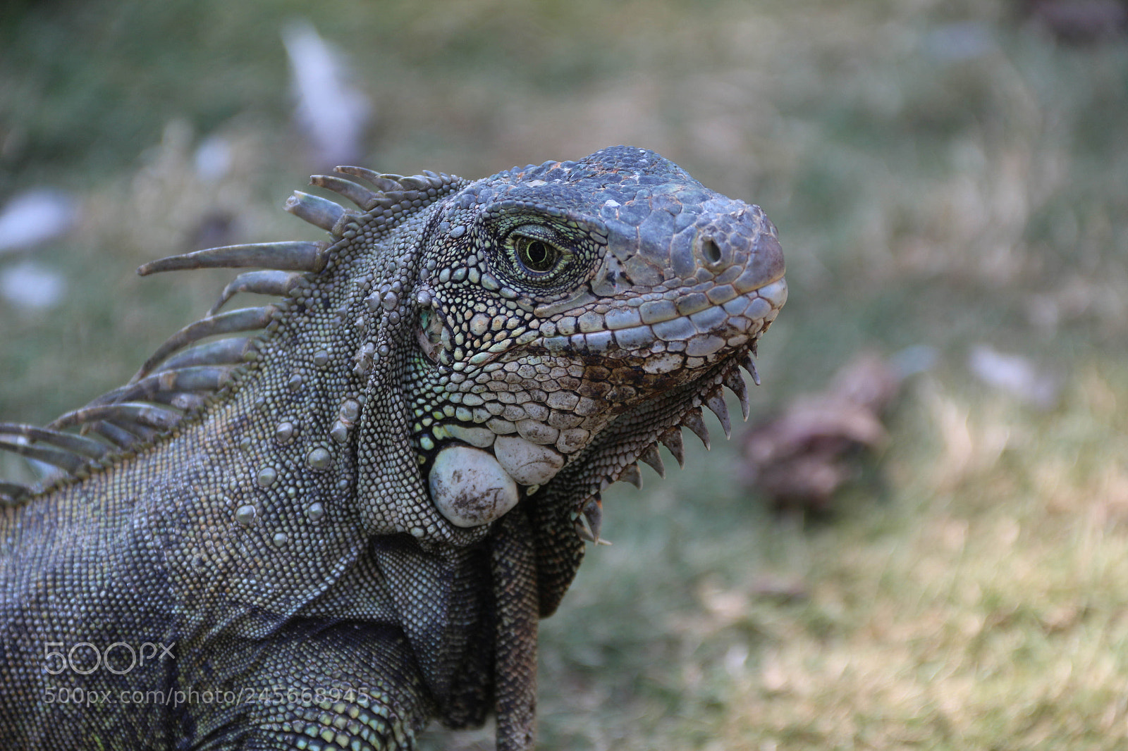Canon EOS 700D (EOS Rebel T5i / EOS Kiss X7i) sample photo. Parque de las iguanas photography