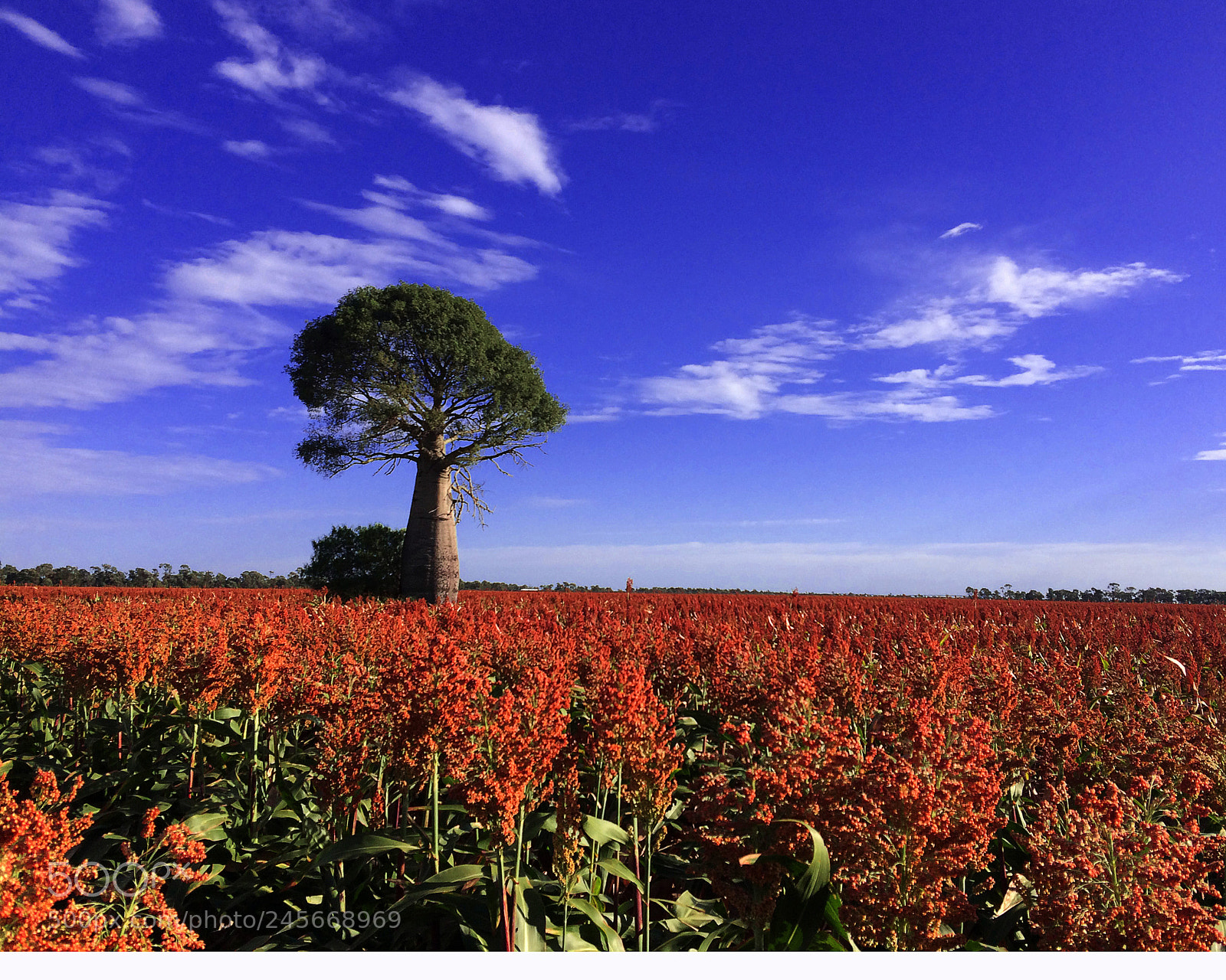 Apple iPhone 5s sample photo. Bottle tree in sorghum photography