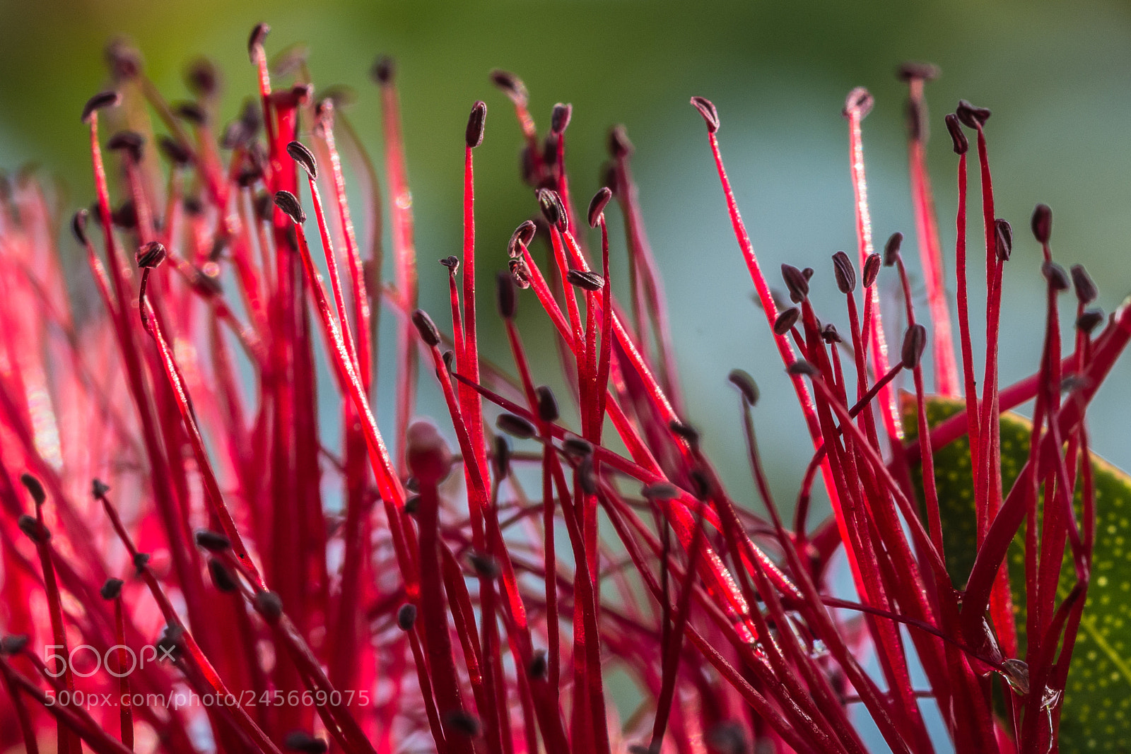 Nikon D7100 sample photo. Flower photography