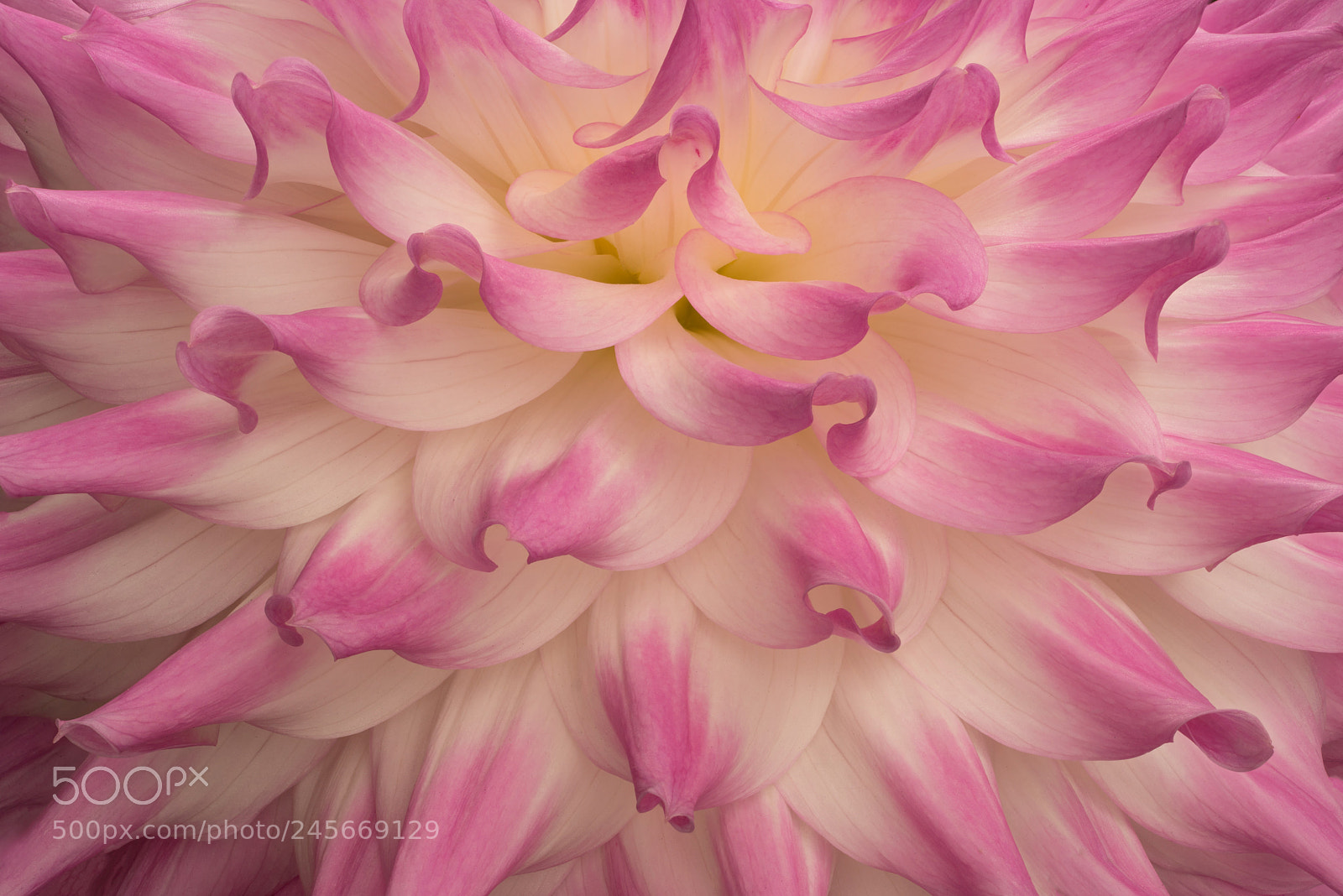 Sony a7R sample photo. Pink burst photography