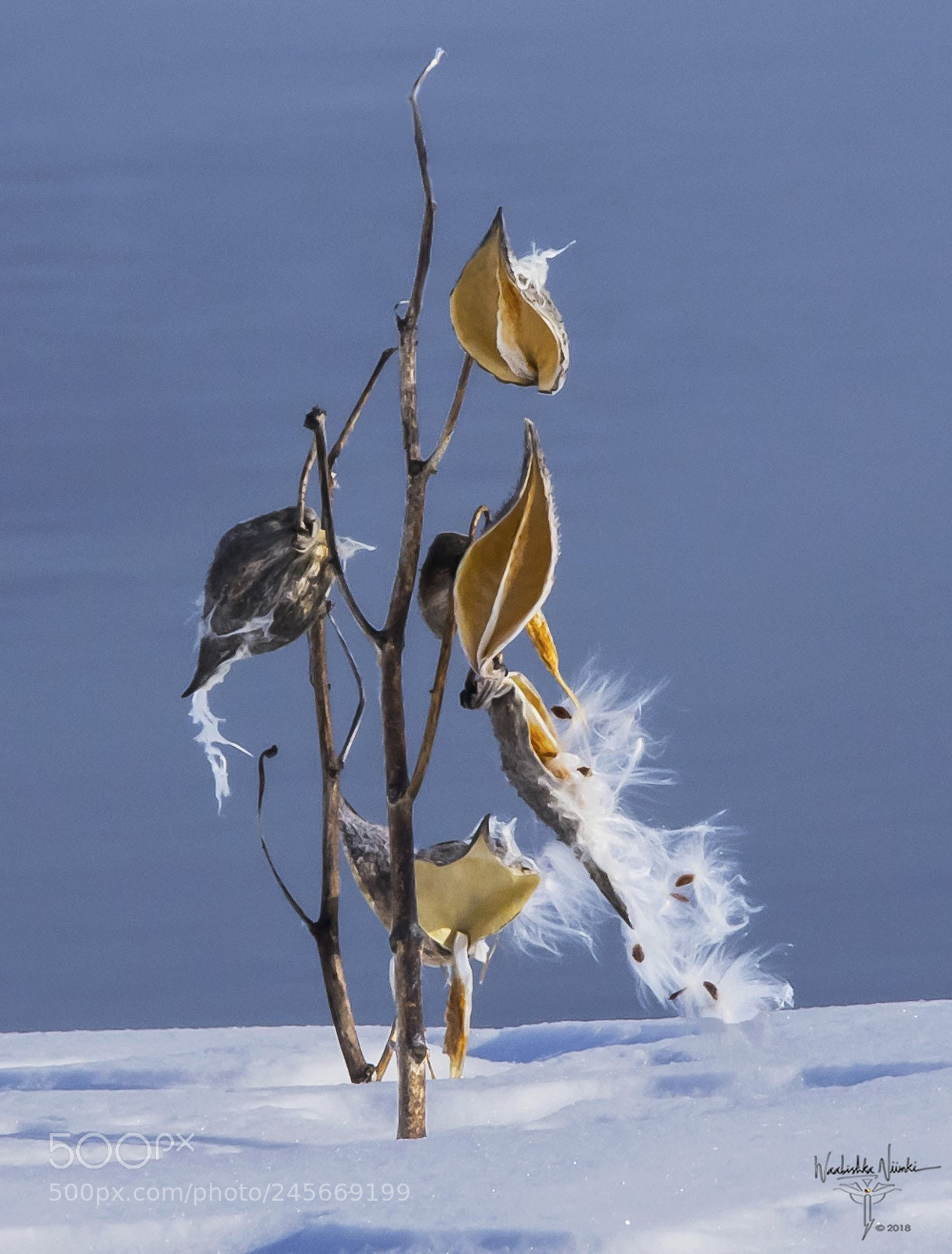 Nikon D7200 sample photo. Silk on snow photography