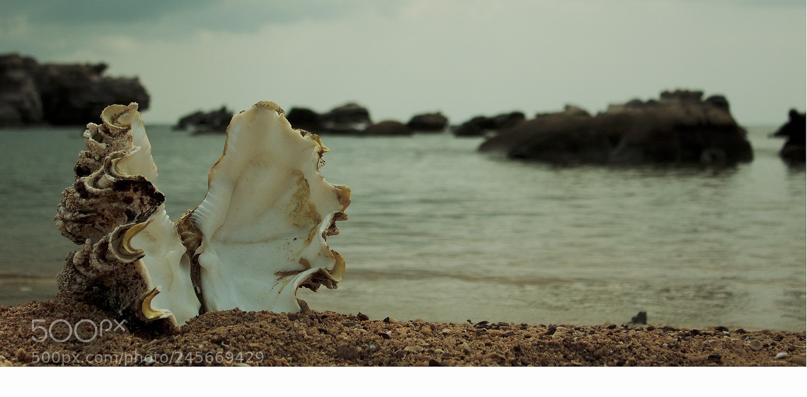 Canon EOS 500D (EOS Rebel T1i / EOS Kiss X3) sample photo. Shell groote eylandt photography