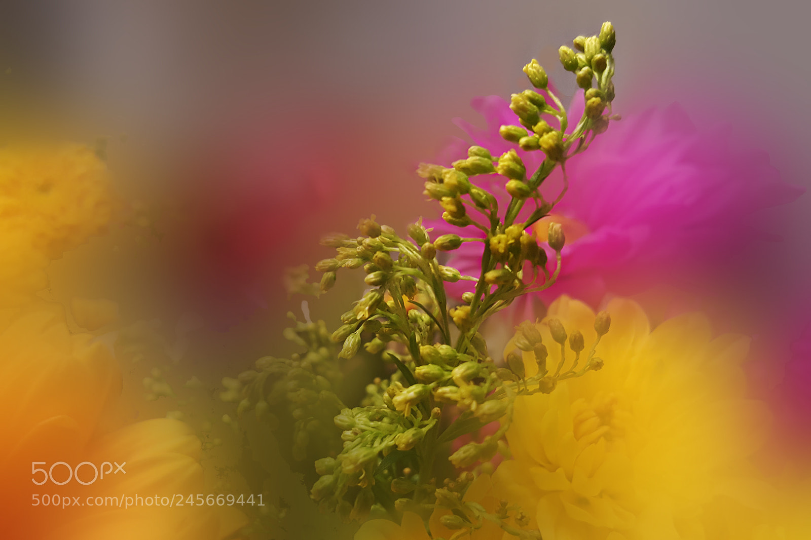 Samsung Galaxy Note5 sample photo. Floral joy photography