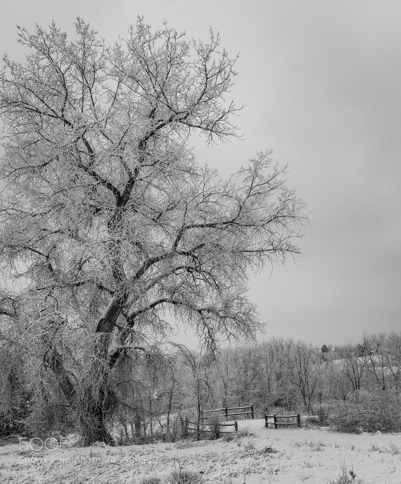 Sony a7R II sample photo. Old cold cottonwood photography