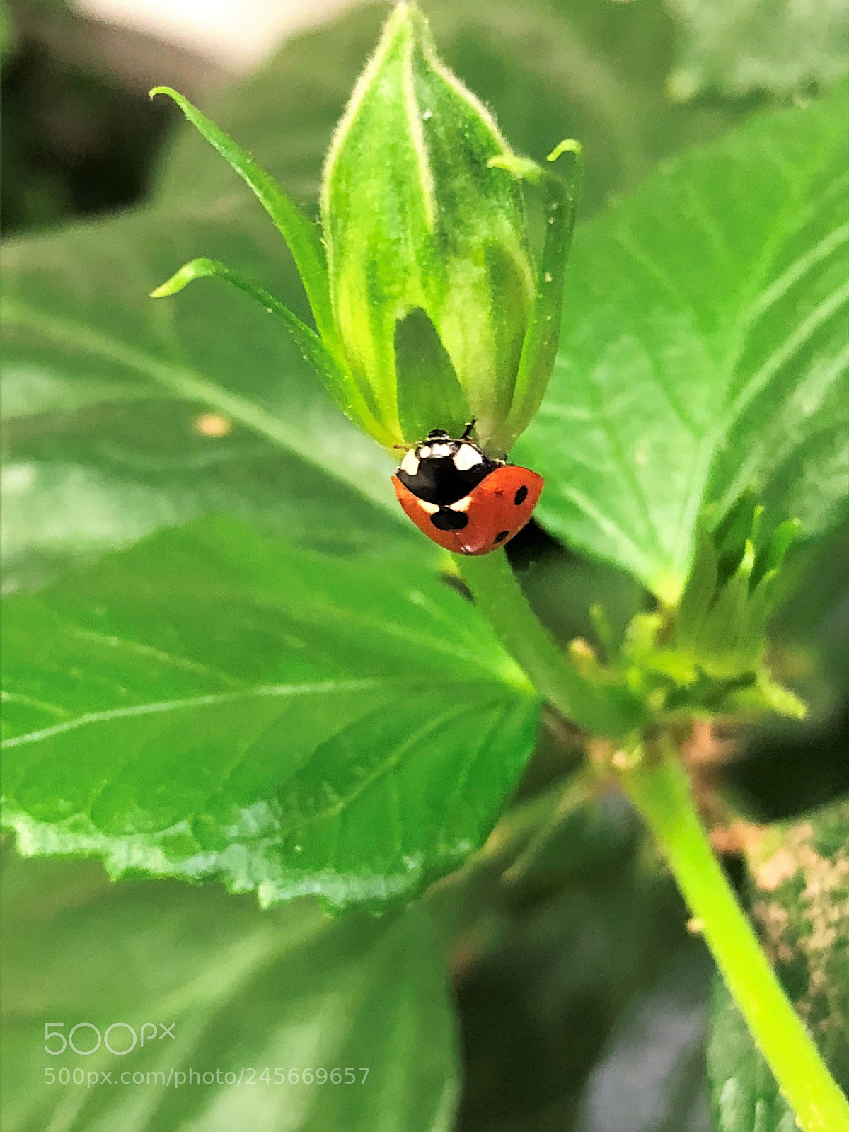 Apple iPhone 8 sample photo. Img photography