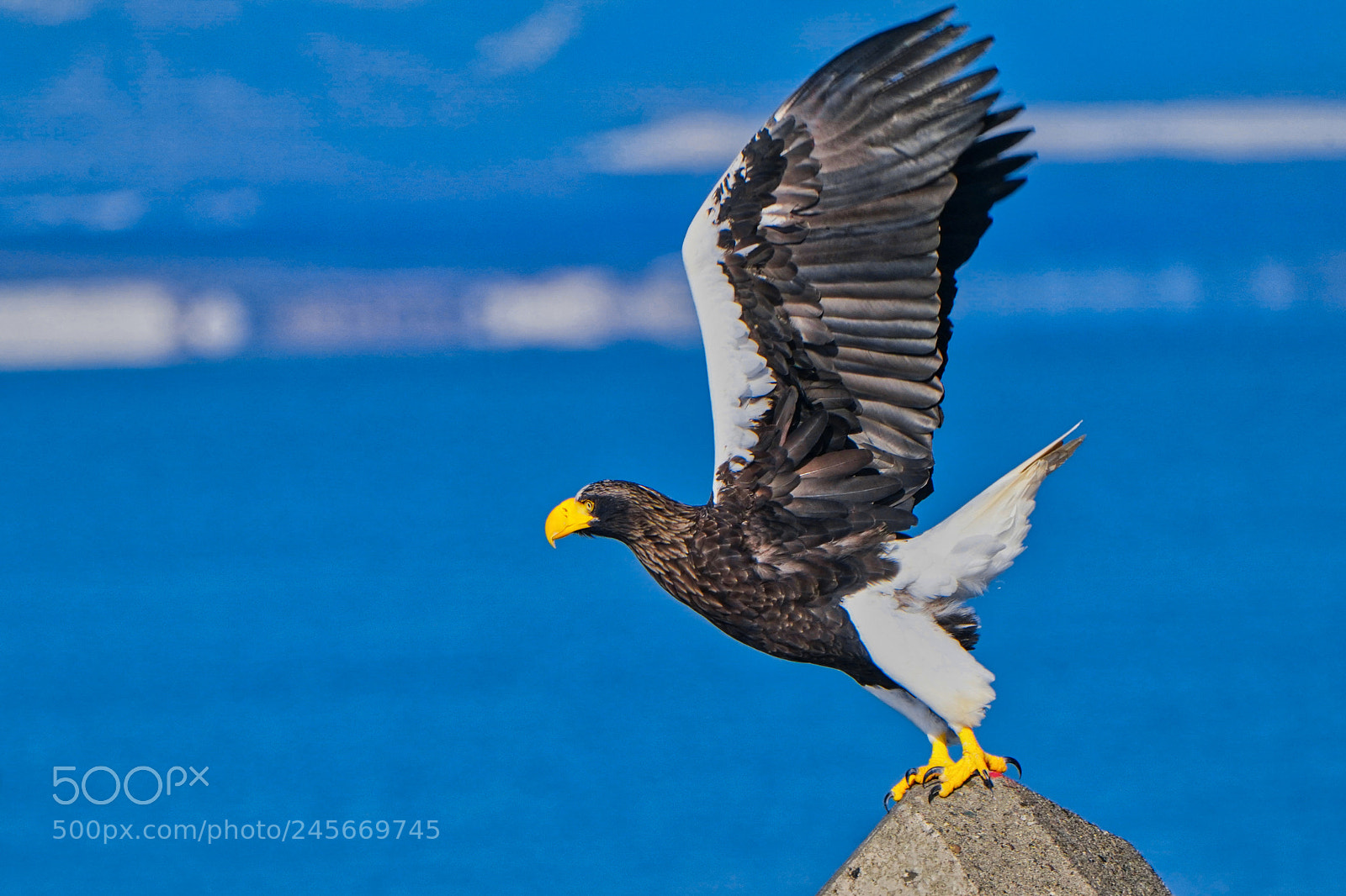 Sony a9 sample photo. White tailed eagle photography