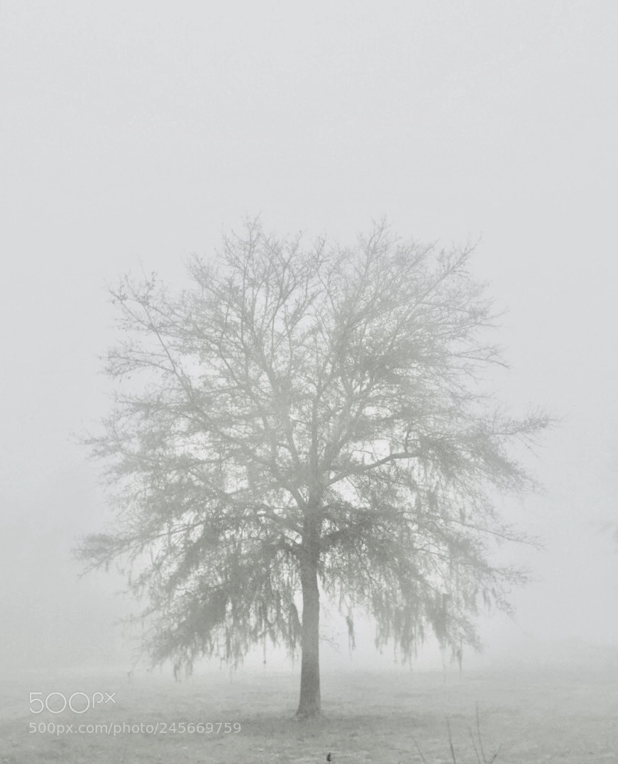 Sony a9 sample photo. Lone tree photography
