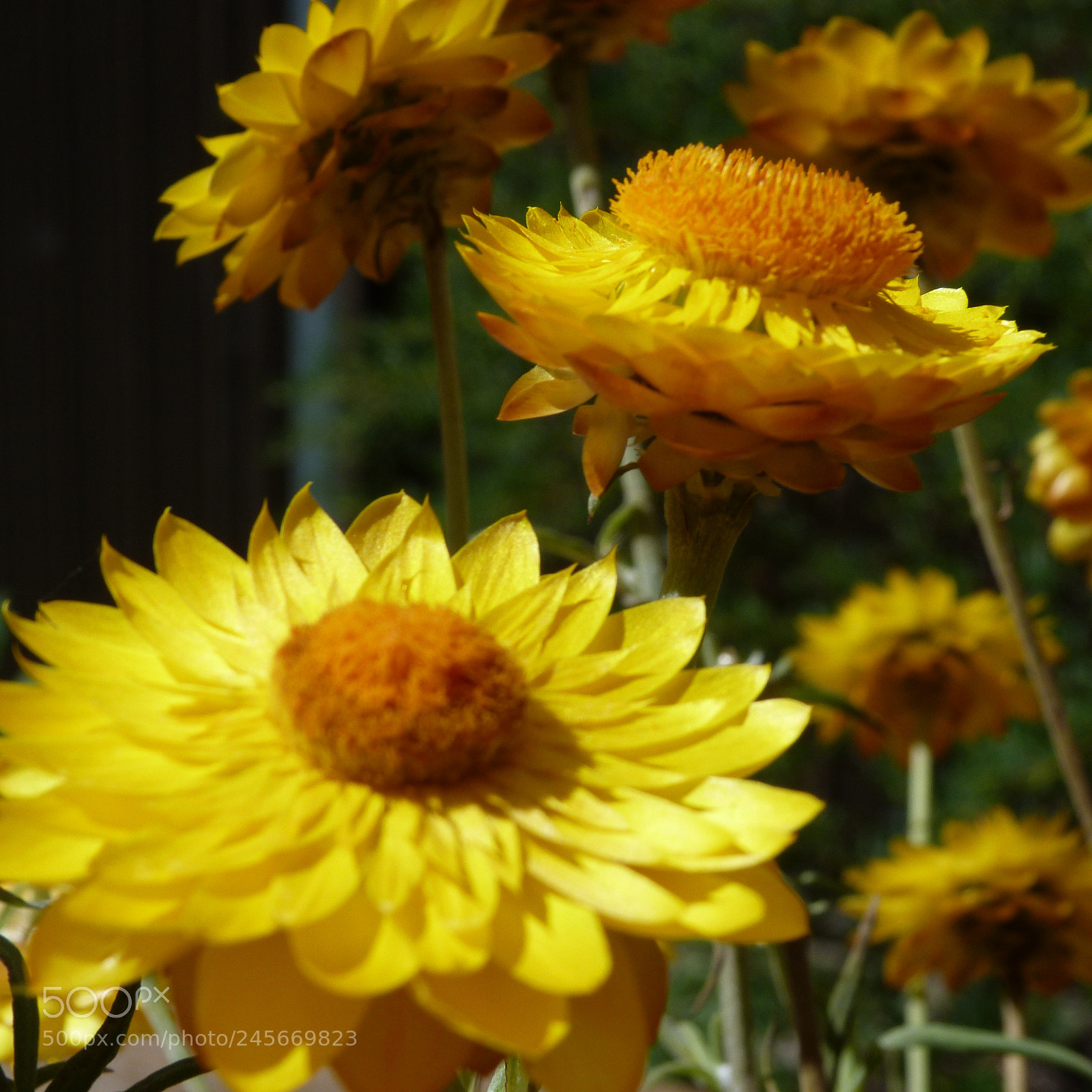Panasonic Lumix DMC-FZ40 (Lumix DMC-FZ45) sample photo. Paper daisies photography