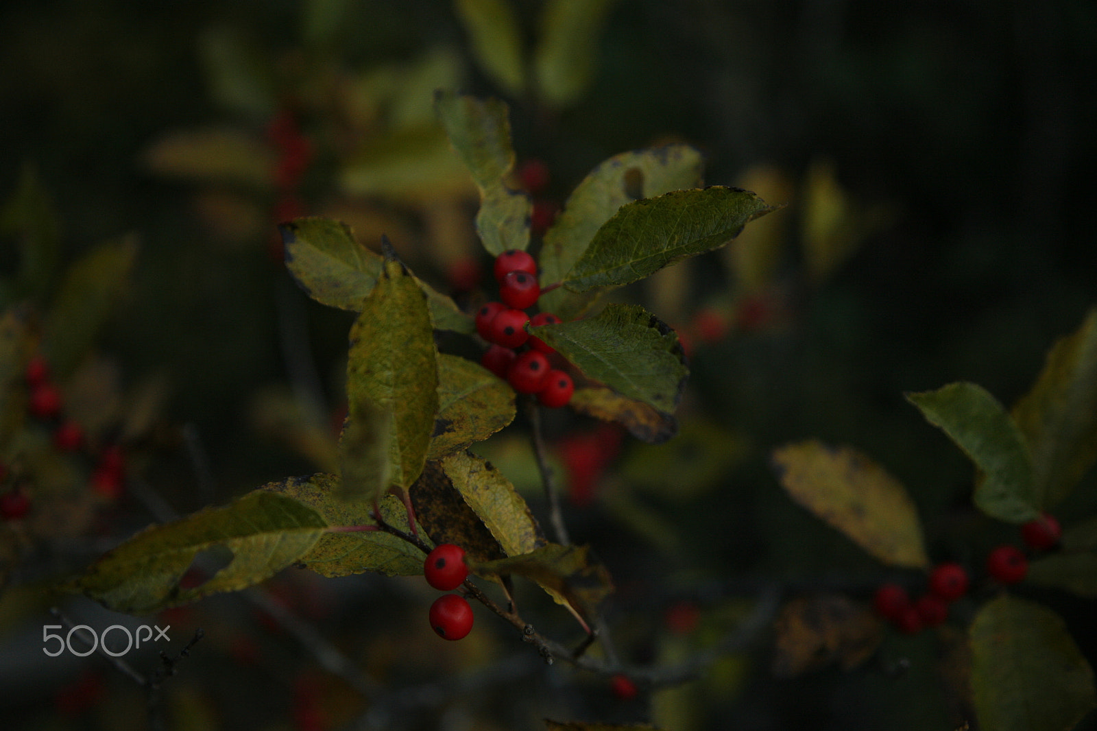 Canon EOS 5D + Canon EF 24-105mm F4L IS USM sample photo. Mg photography