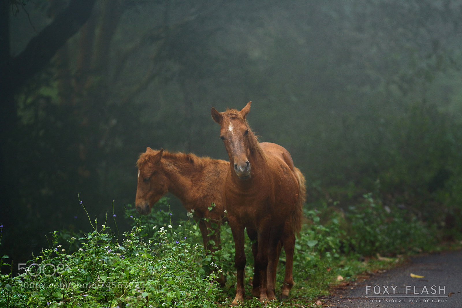 Canon EOS 700D (EOS Rebel T5i / EOS Kiss X7i) sample photo. Ancient animal photography