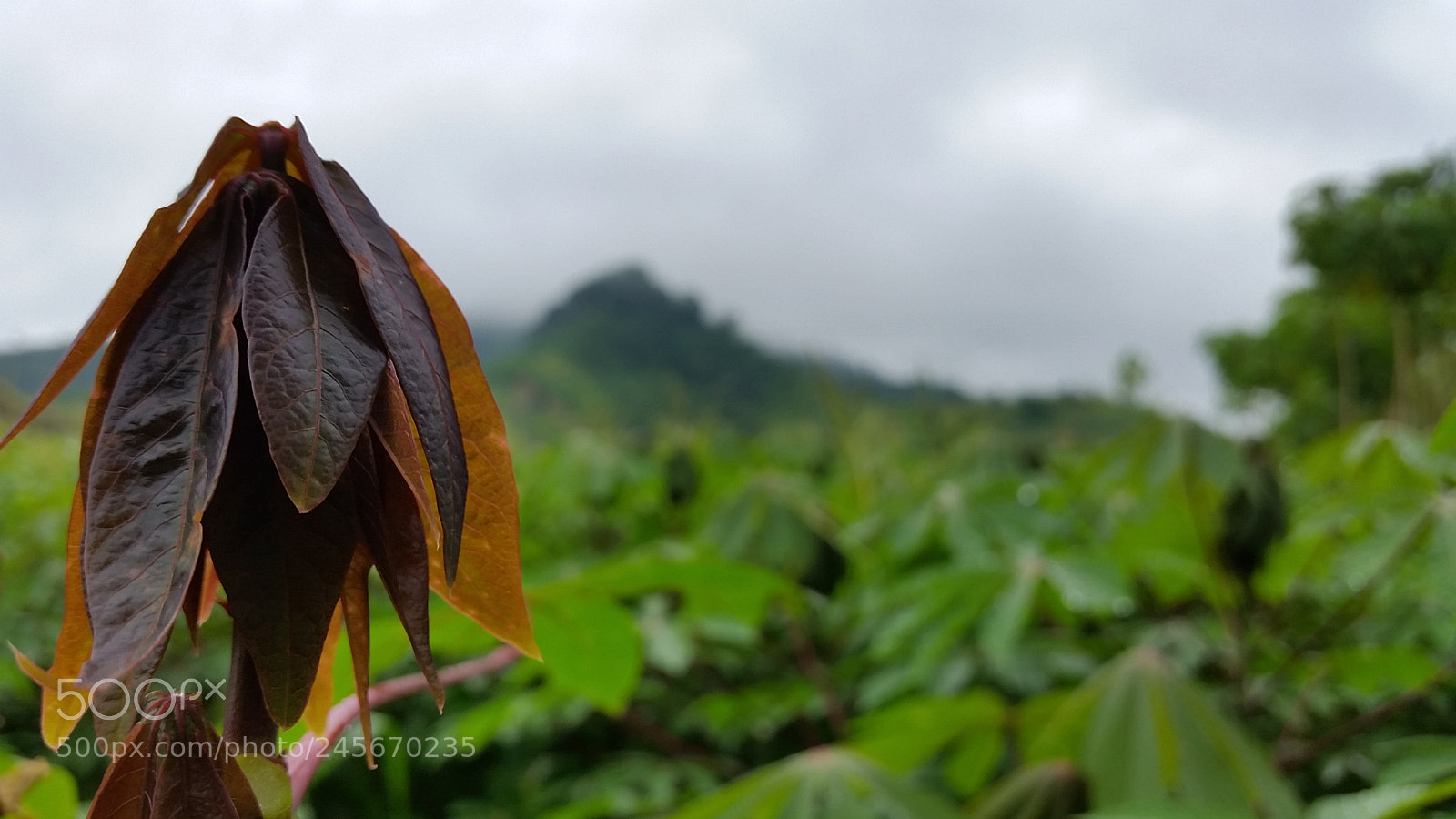 Samsung Galaxy S5 sample photo. Shoots life photography