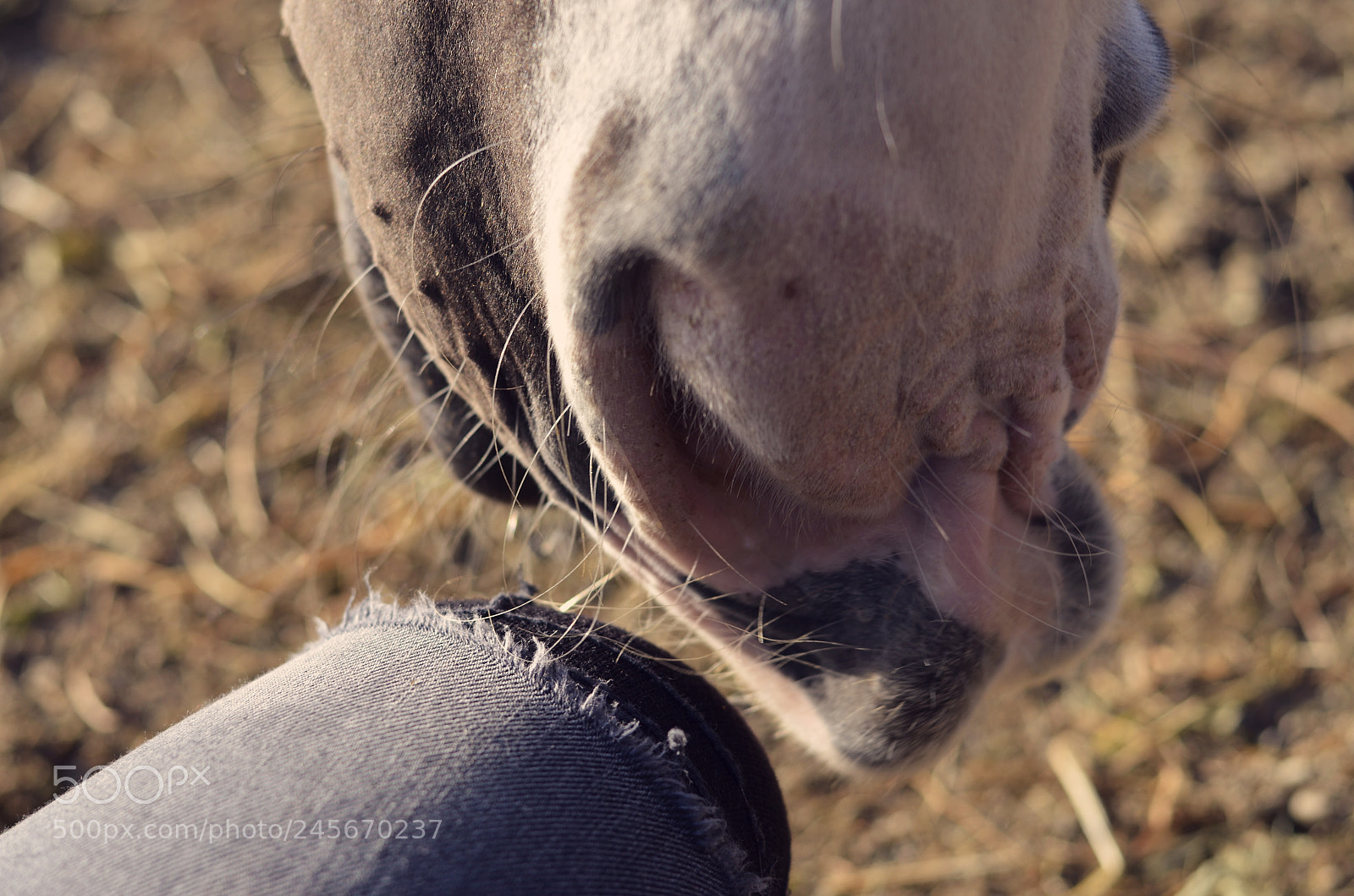 Nikon D5100 sample photo. Schmusi photography