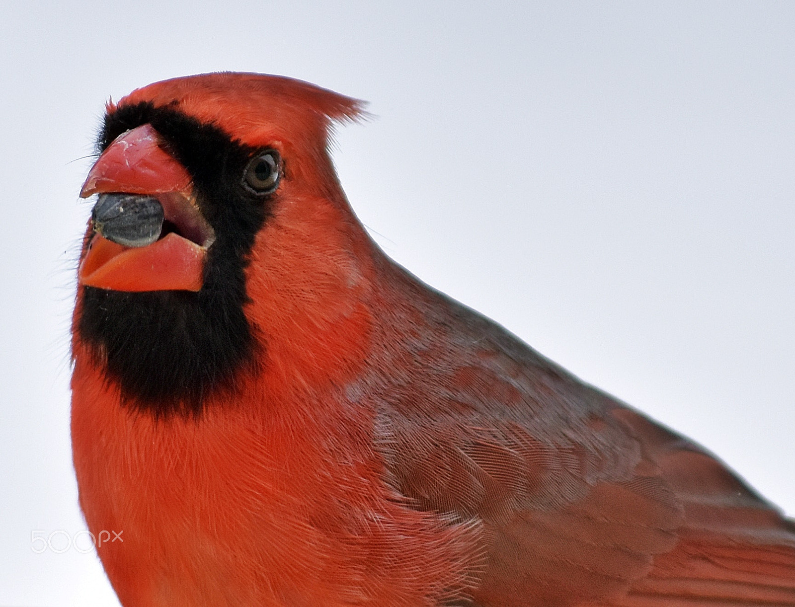 Nikon D5500 sample photo. Cardinal bird with a sunflower seed photography