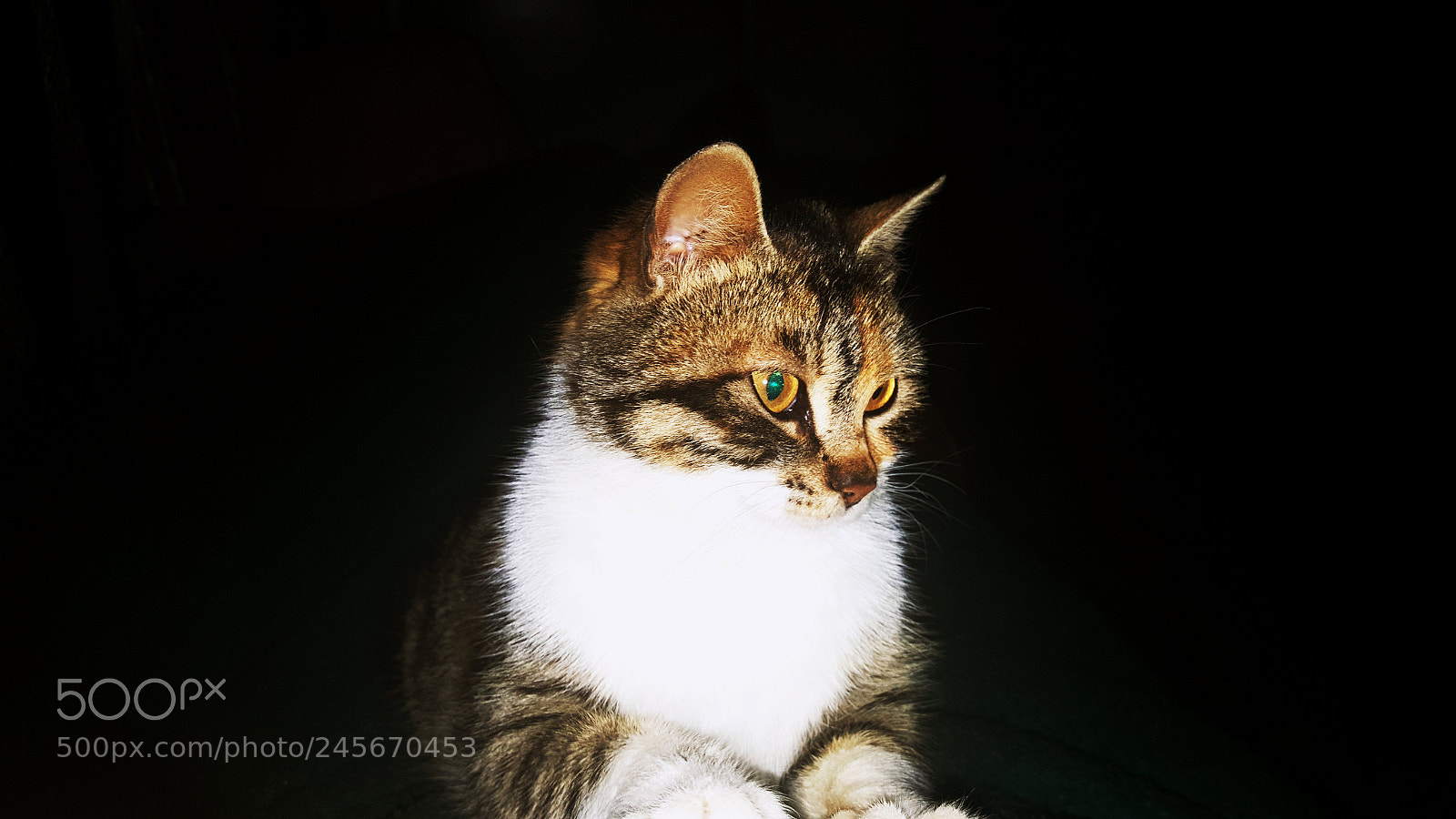 Samsung Galaxy Note5 sample photo. Untitled photography