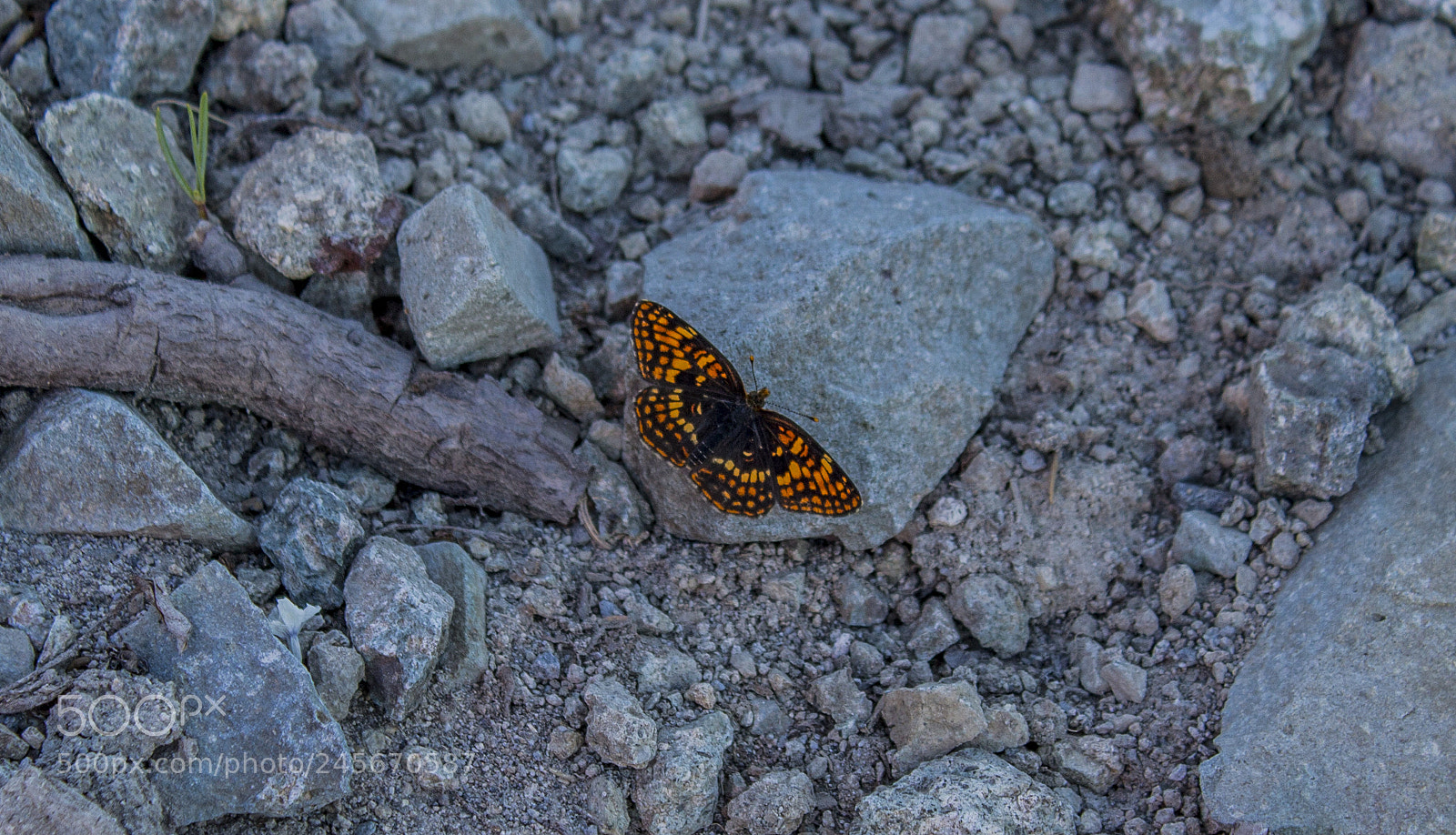 Canon EOS 1100D (EOS Rebel T3 / EOS Kiss X50) sample photo. Pretty little guy photography